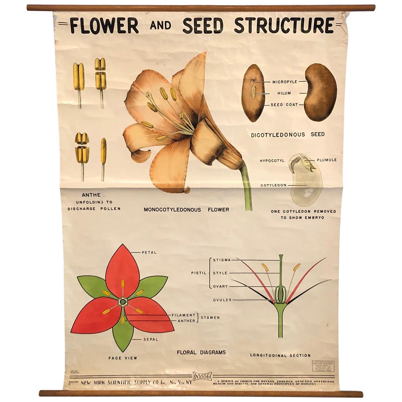 Educational Flower And Seed Botanical Chart by New York Scientific Supply Co. For Sale