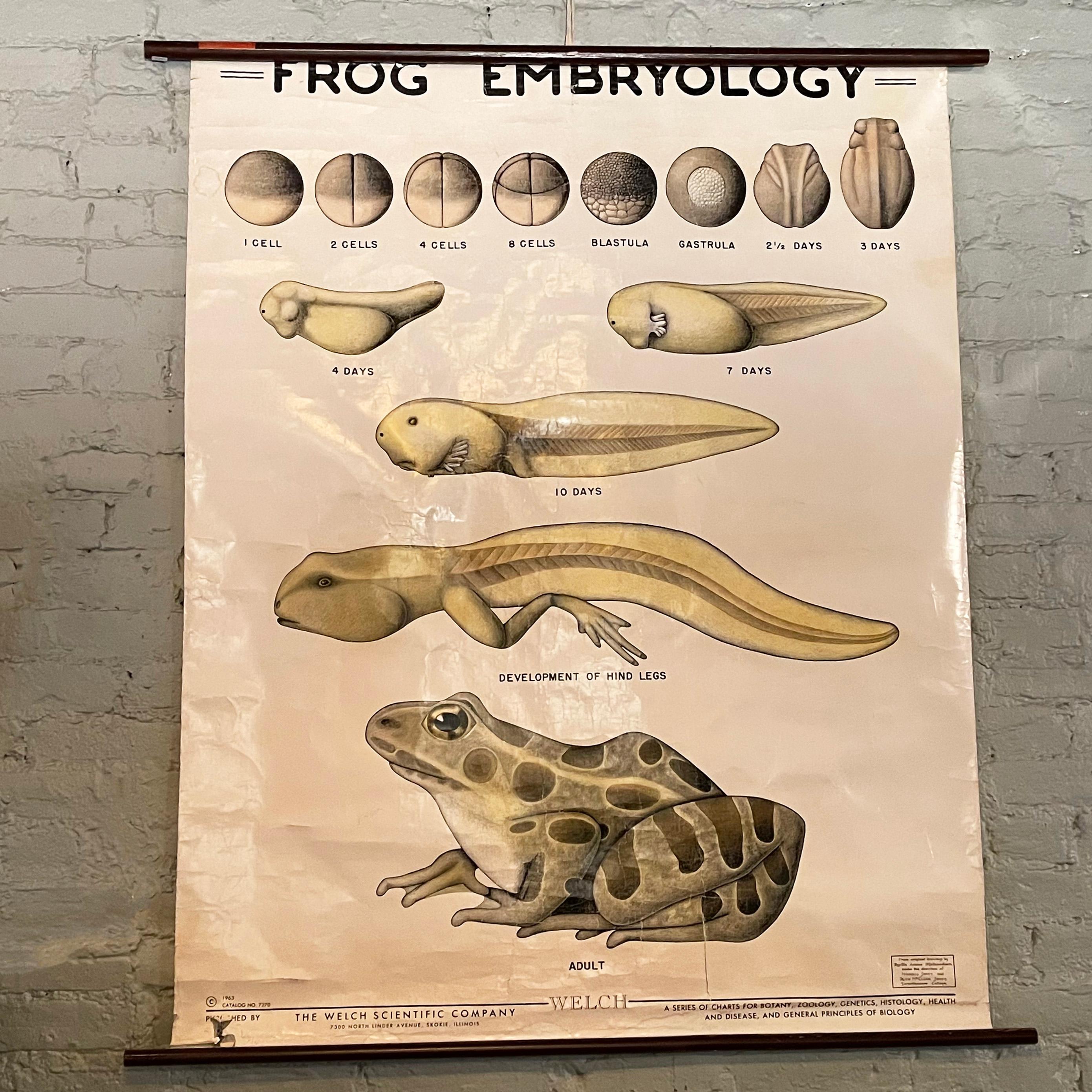 Educational, zoological, roll-up chart depicting frog embryology by The Welch Scientific Company is printed on fortified paper with canvas backing on stained maple rod with ring and cotton tie for hanging.