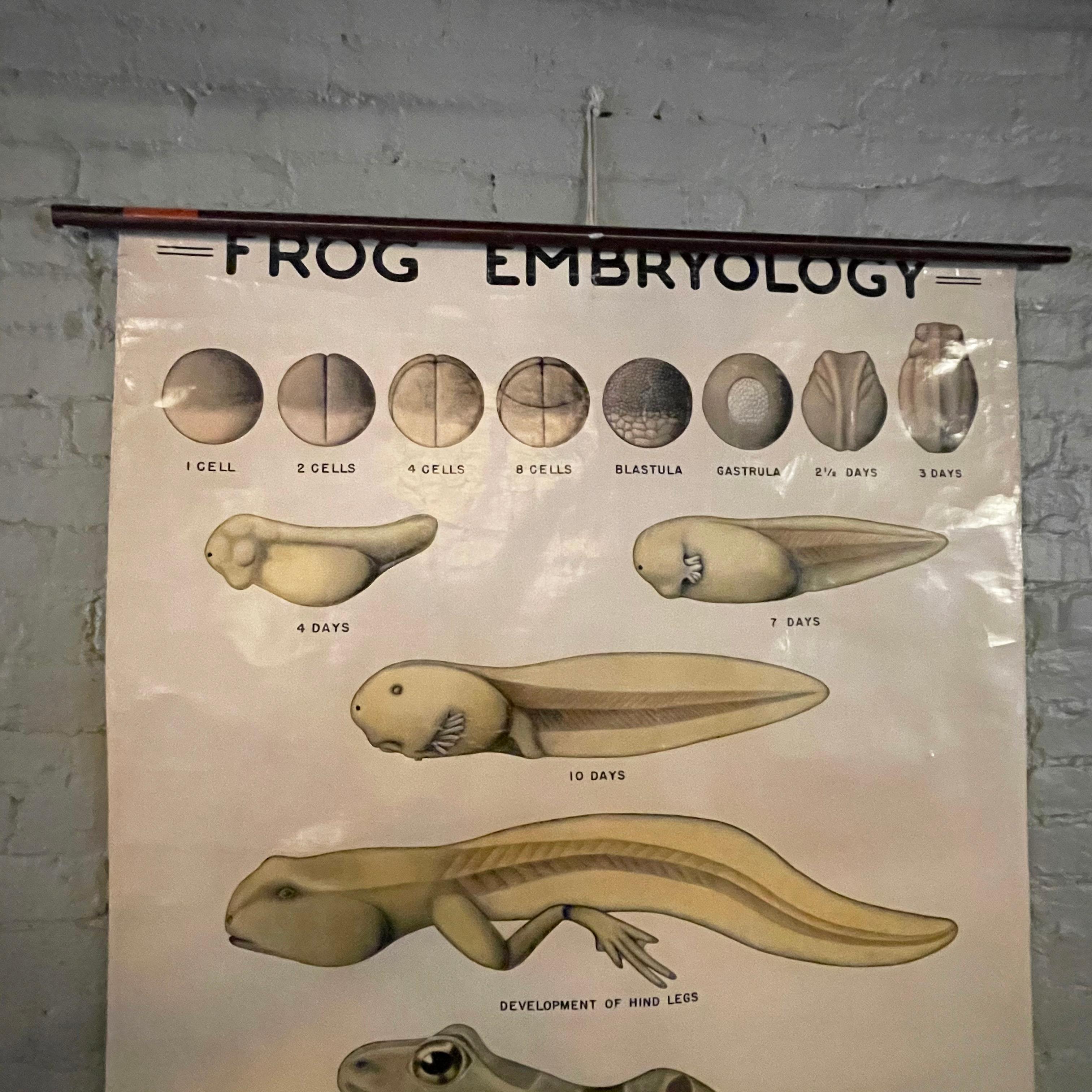 Industrial Educational Frog Embryology Chart by The Welch Scientific Company
