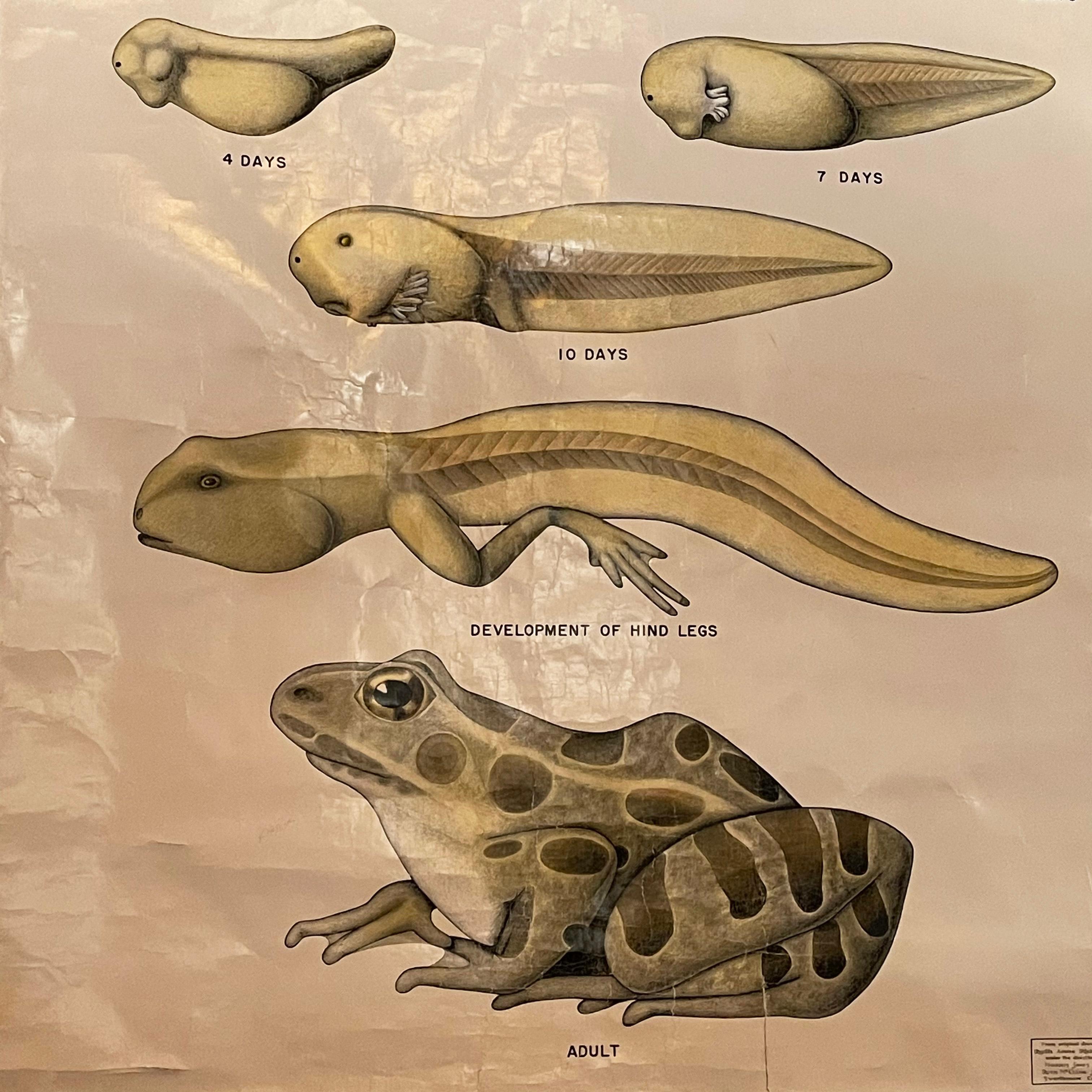 American Educational Frog Embryology Chart by The Welch Scientific Company