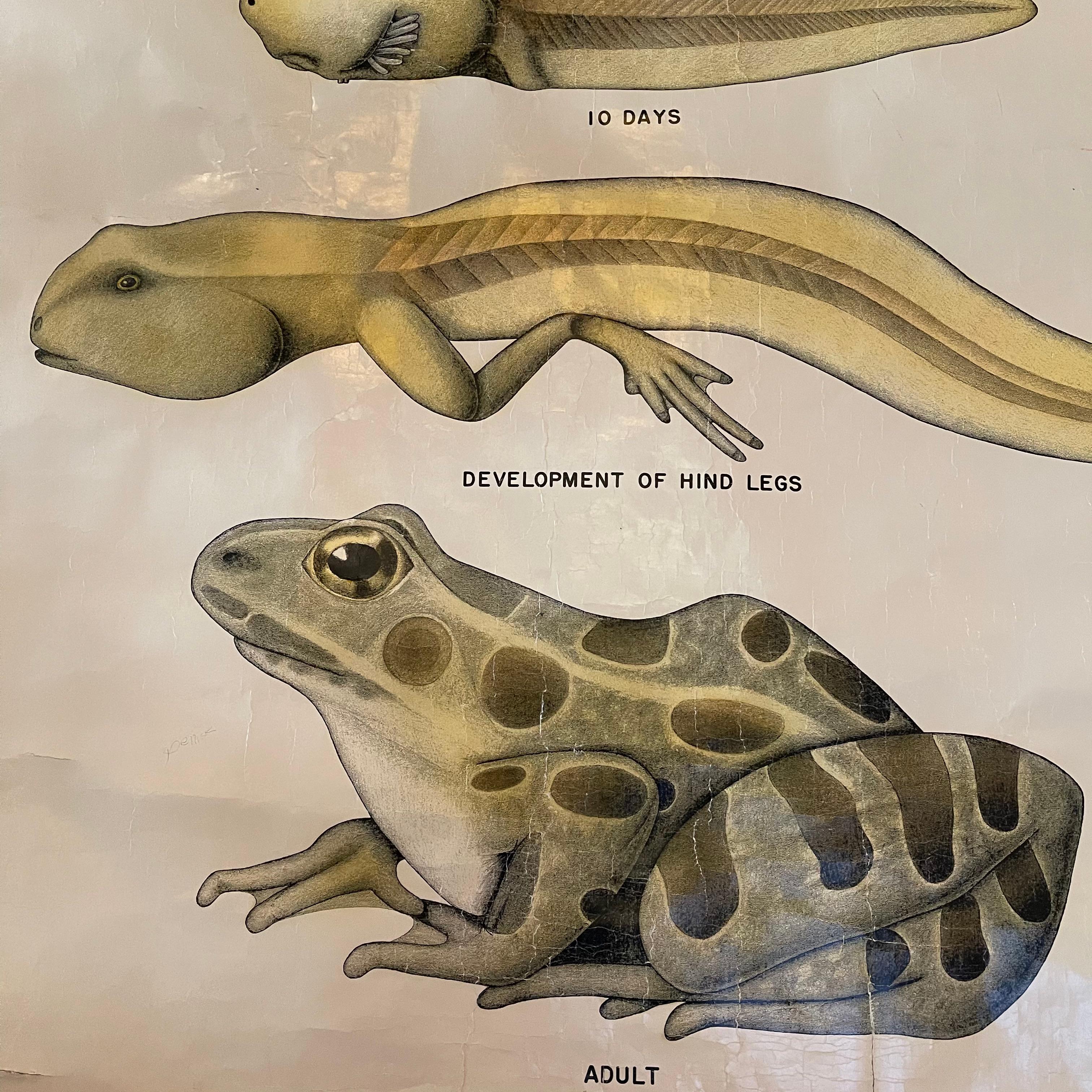 Educational Frog Embryology Chart by The Welch Scientific Company In Good Condition In Brooklyn, NY