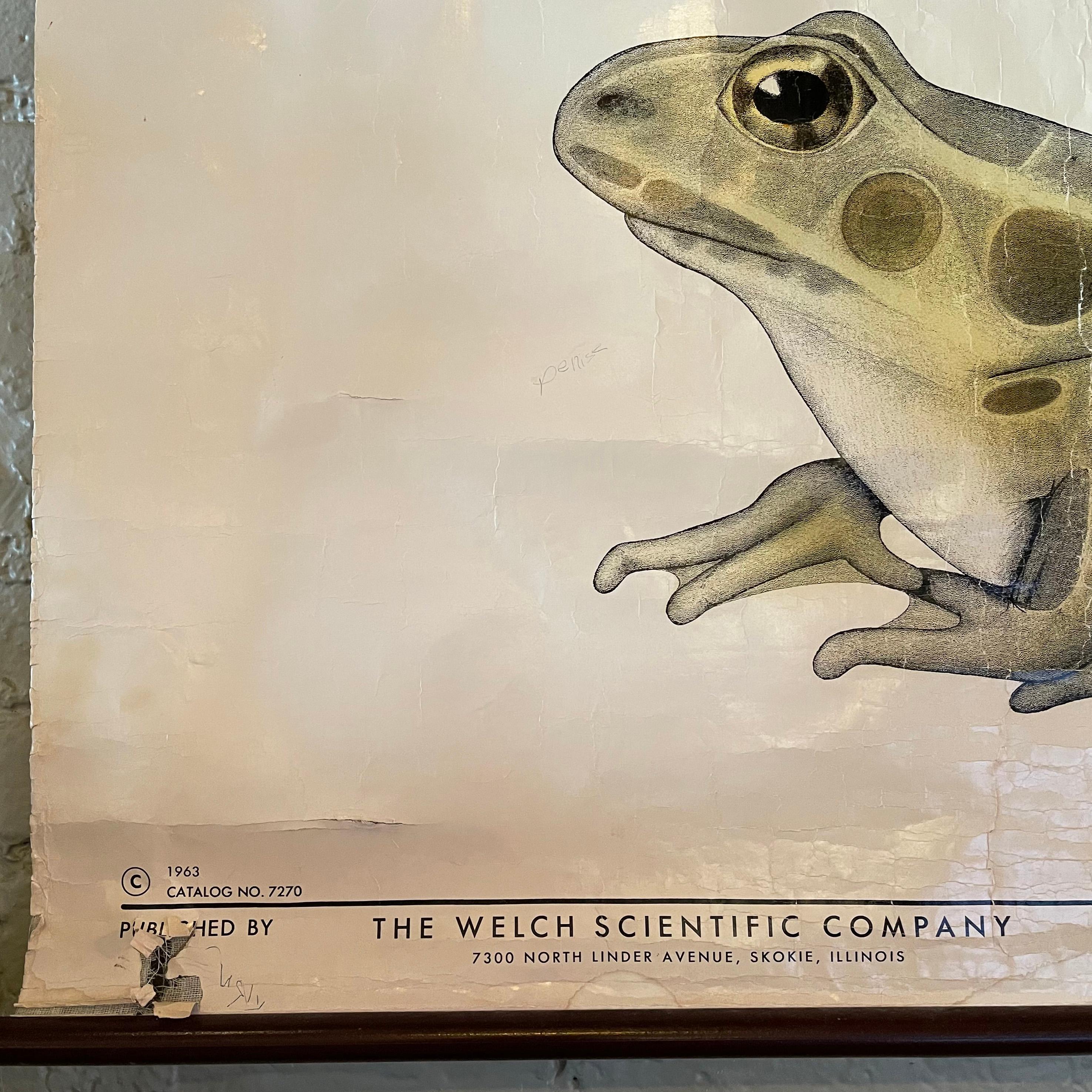 20th Century Educational Frog Embryology Chart by The Welch Scientific Company