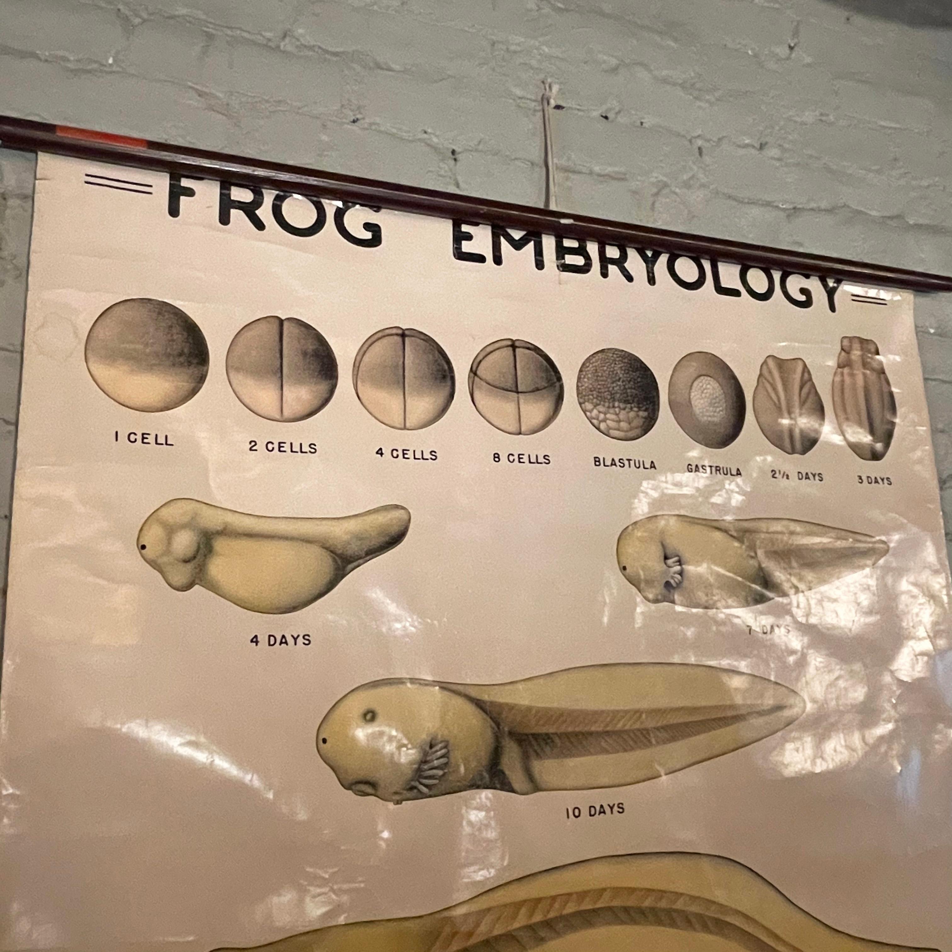 Educational Frog Embryology Chart by The Welch Scientific Company 1