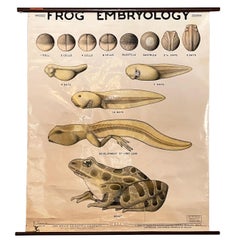 Educational Frog Embryology Chart by The Welch Scientific Company