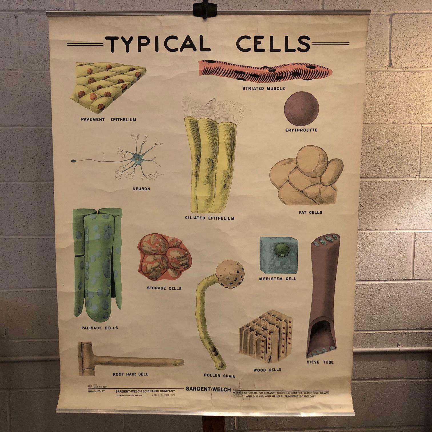Educational, biological, roll up chart by the Sargent-Welch Scientific Company depicting typical cells in micro-biology printed on fortified paper with canvas backing with aluminum edges.