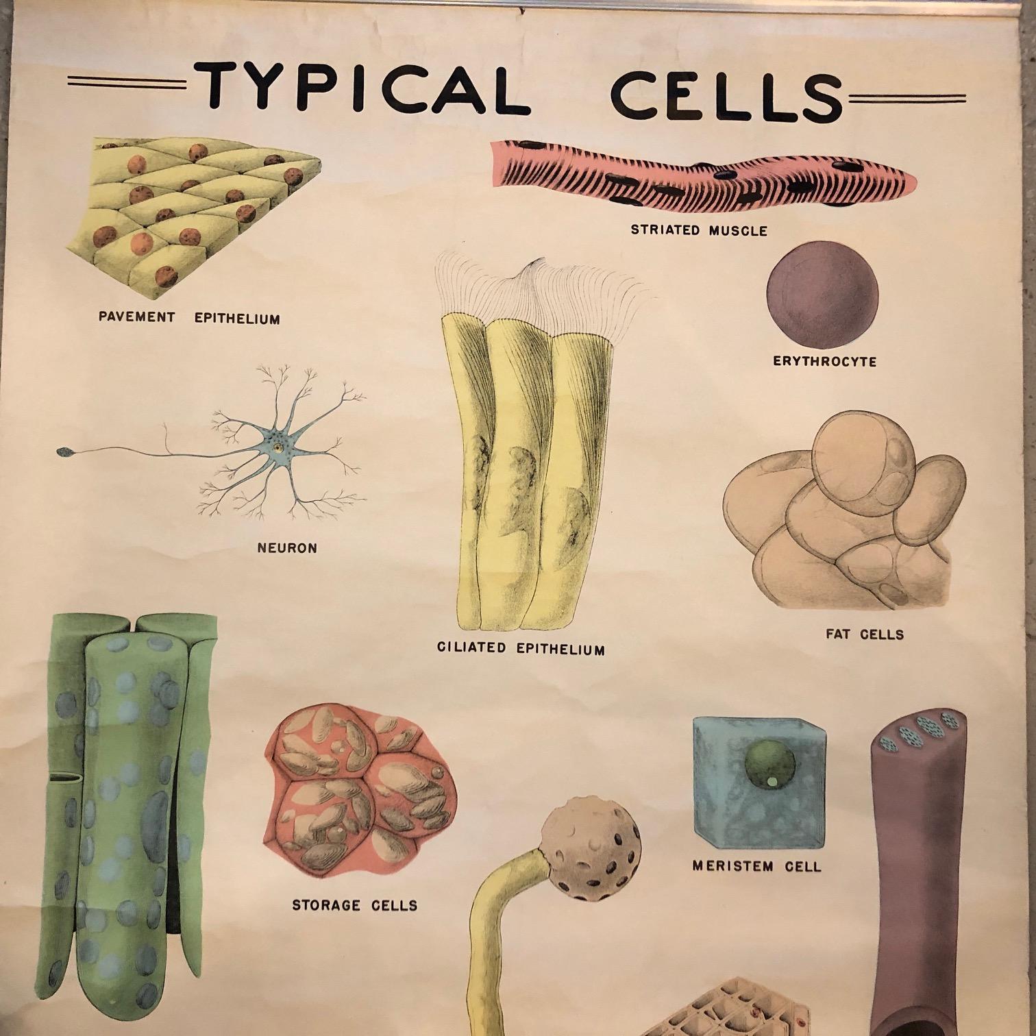 Industriel Tableau de micro- biologie éducatif de Sargent-Welch Scientific Company en vente