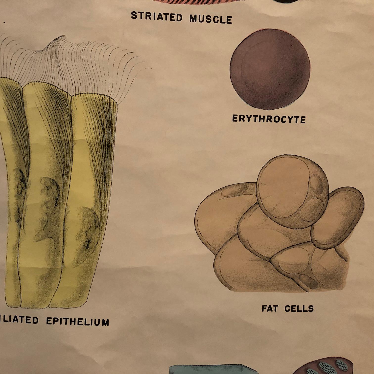 Tableau de micro- biologie éducatif de Sargent-Welch Scientific Company Bon état - En vente à Brooklyn, NY