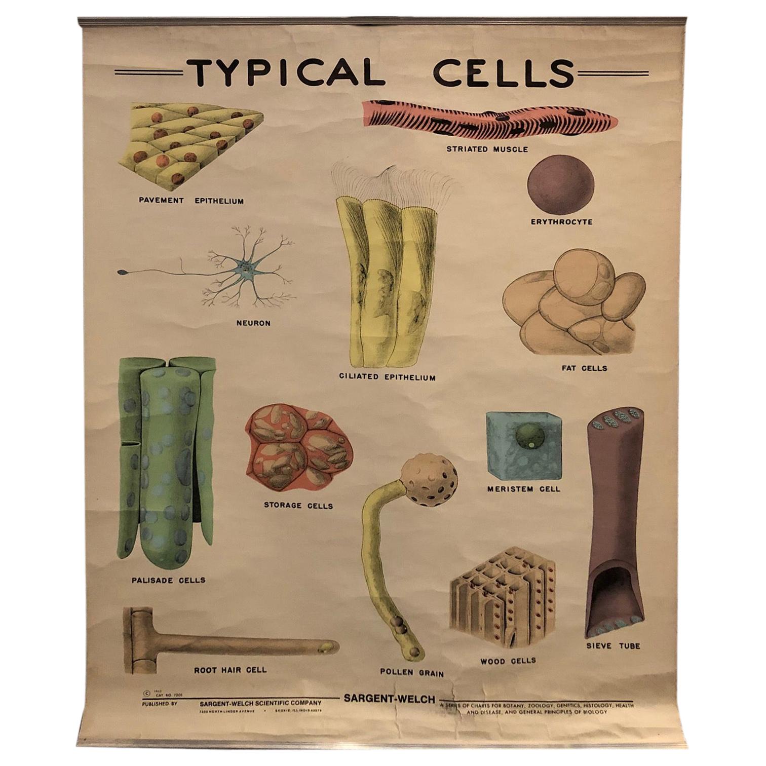Tableau de micro- biologie éducatif de Sargent-Welch Scientific Company en vente