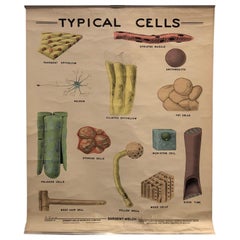Educational Micro-Biology Chart by Sargent-Welch Scientific Company