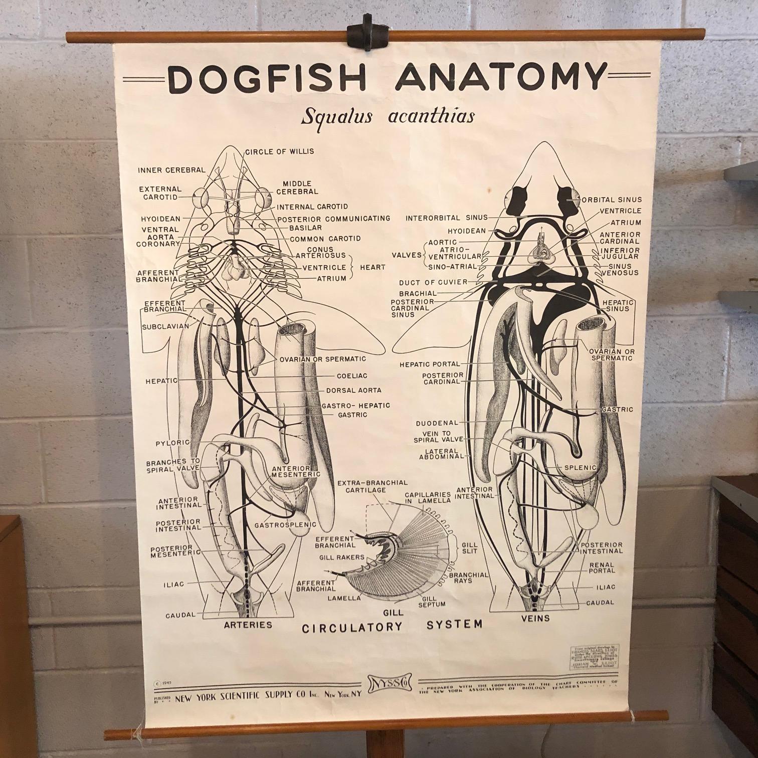 Anatomische Lehrtafel zum Aufrollen von New York Scientific Supply Co. um 1941, die die Anatomie eines Dornhais zeigt, gedruckt auf gestärktem Papier mit Leinwandunterlage auf einem Ahornstab mit Aufhängering. Anatomie des Dornhais.
