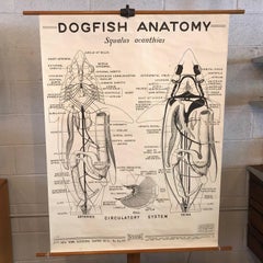 Educational Zoological Dogfish Anatomy Chart by New York Scientific Co.