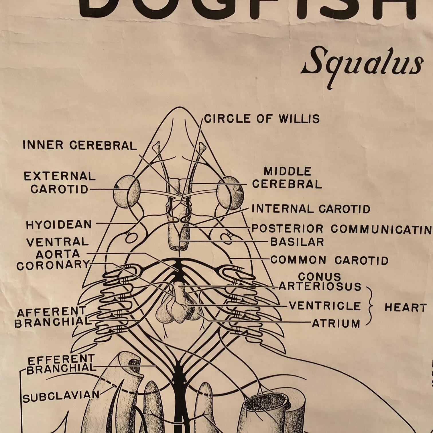 Zoologische Anatomietafel eines Fisches von New York Scientific Co. (amerikanisch) im Angebot
