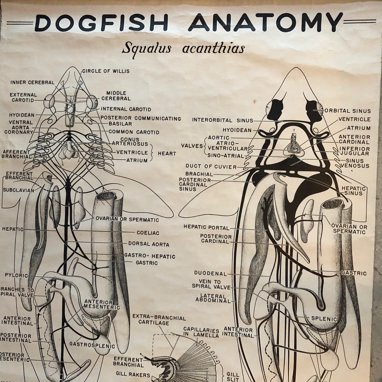 Tableau d'anatomie zoologique d'un chien de chasse par la New York Scientific Co. Bon état - En vente à Brooklyn, NY