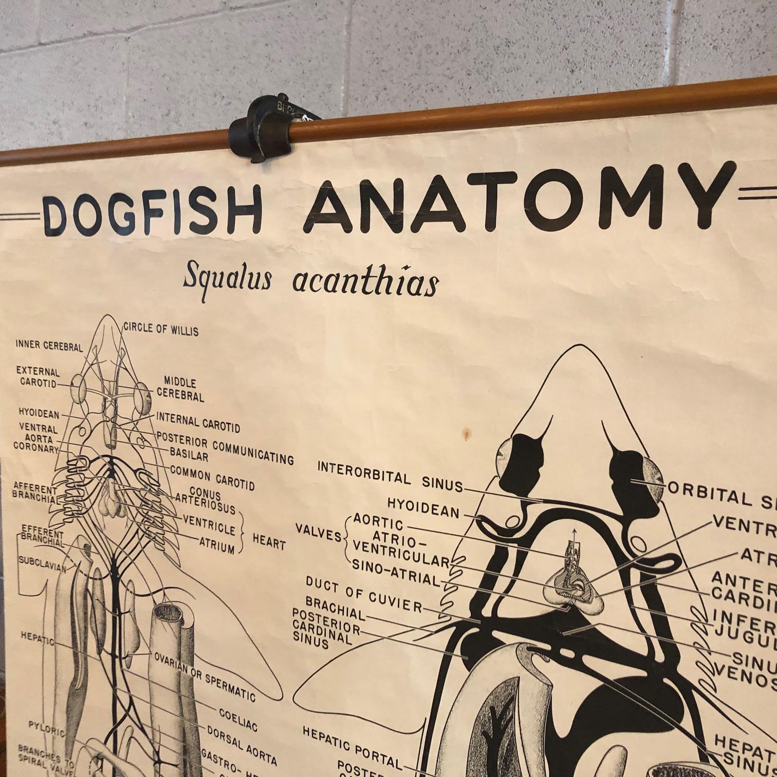 Industrial Educational Zoological Dogfish Anatomy Chart by New York Scientific Co. For Sale