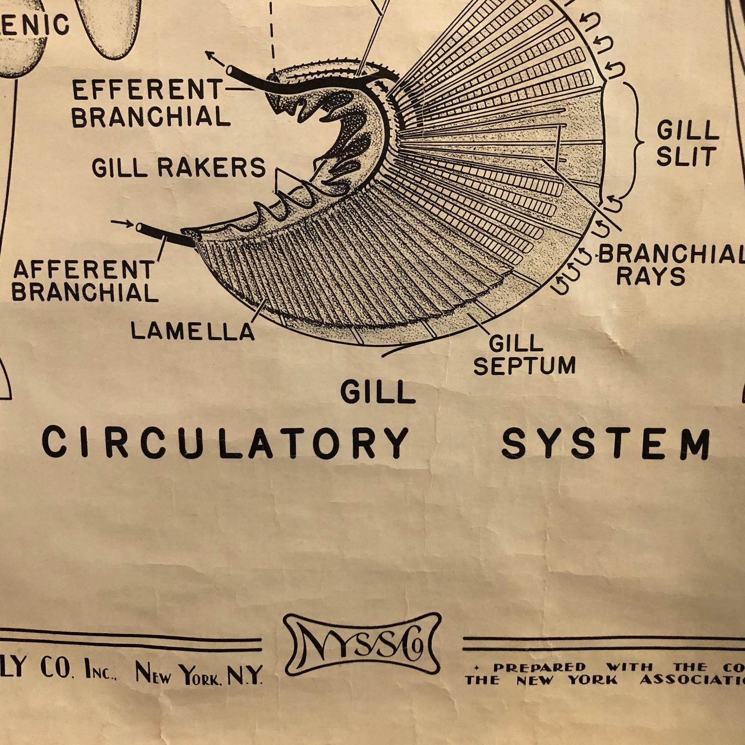 Zoologische Anatomietafel eines Fisches von New York Scientific Co. (Holz) im Angebot