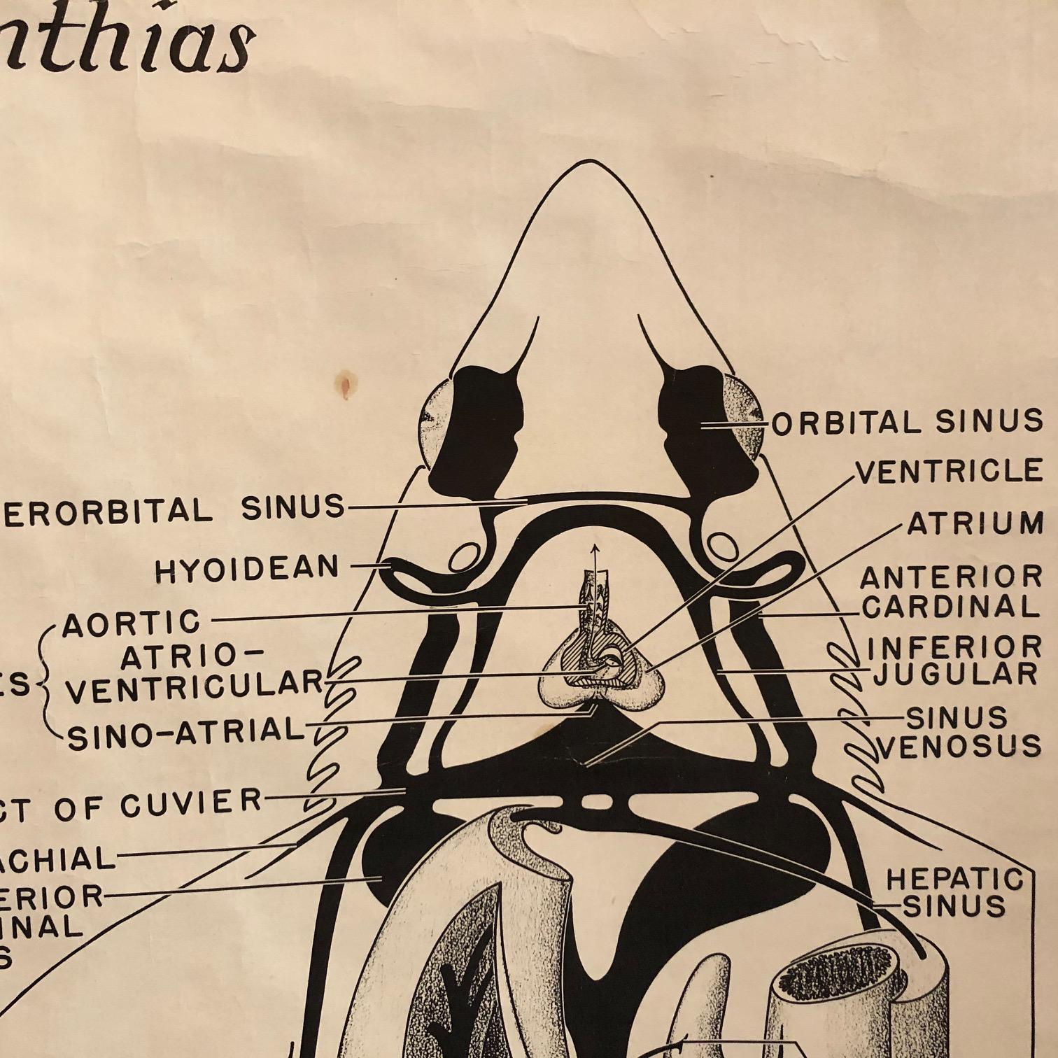 Educational Zoological Dogfish Anatomy Chart by New York Scientific Co. In Good Condition For Sale In Brooklyn, NY