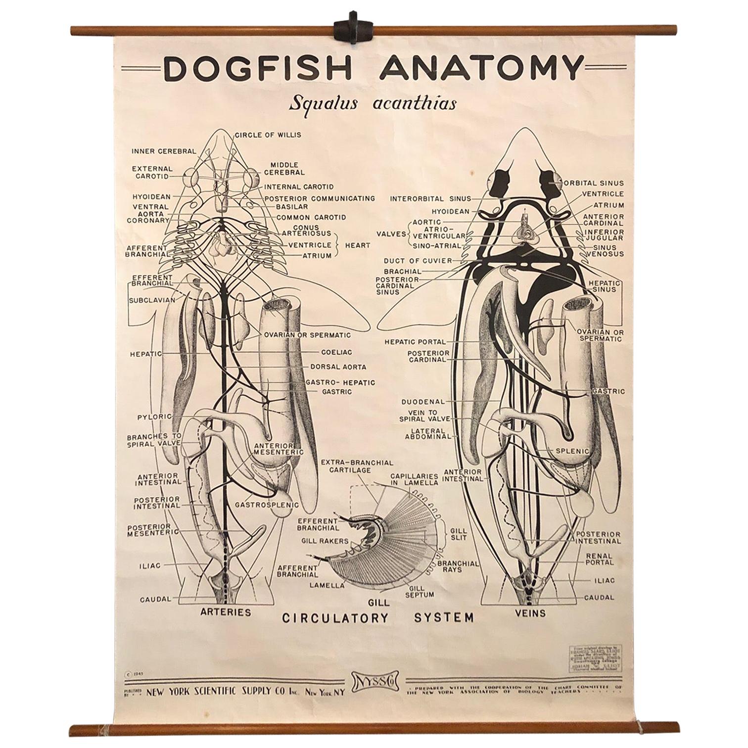 Educational Zoological Dogfish Anatomy Chart by New York Scientific Co. For Sale