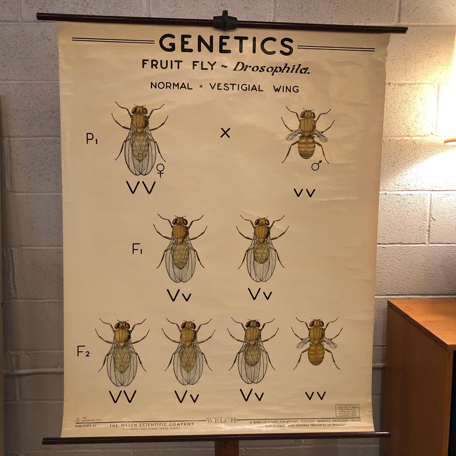 Educational, zoological, roll-up chart depicting drosophila / fruit fly genetics by The Welch Scientific Company is printed on fortified paper with canvas backing on stained maple rod with ring for hanging.