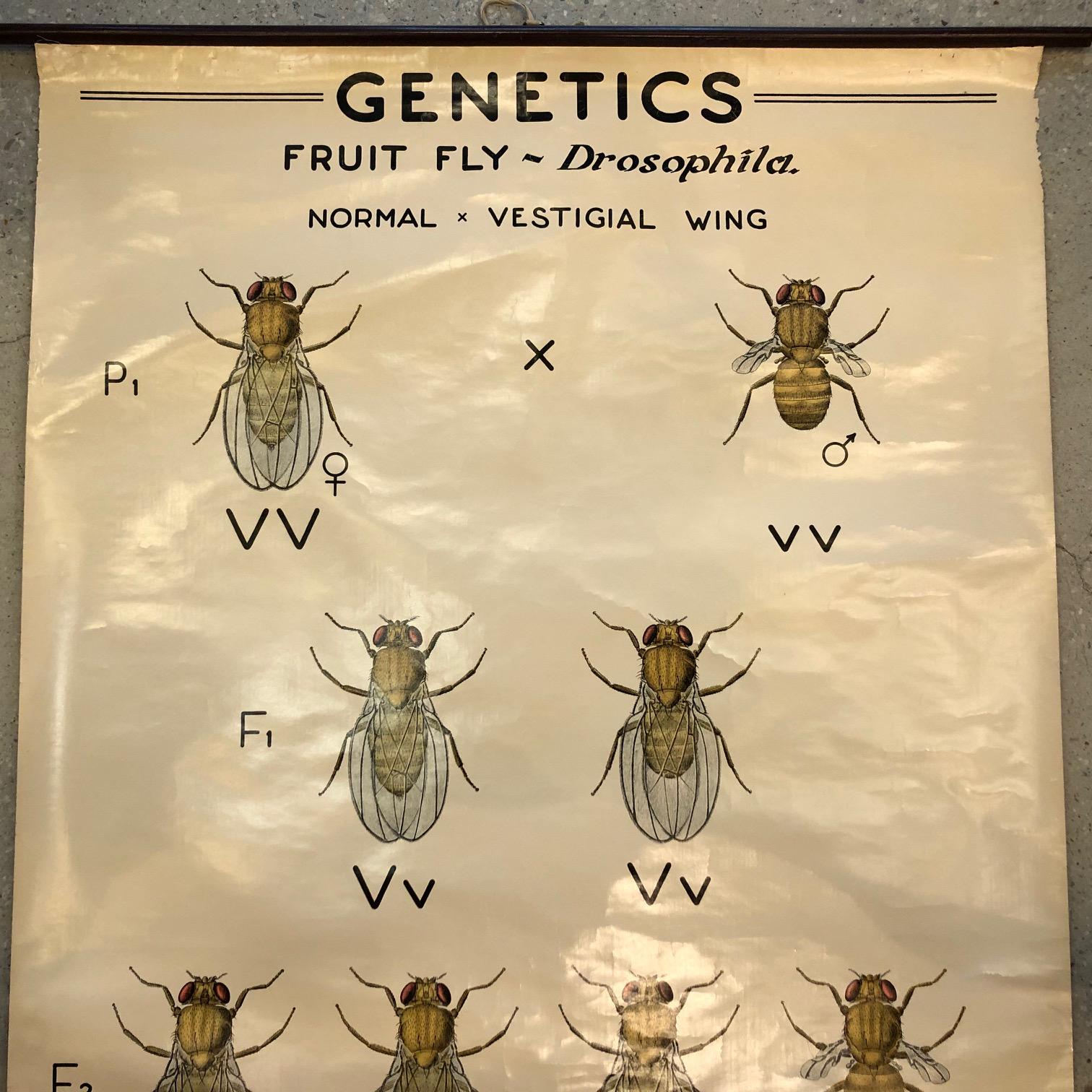 Industrial Educational Zoological Fruit Fly Genetics Chart by The Welch Scientific Company