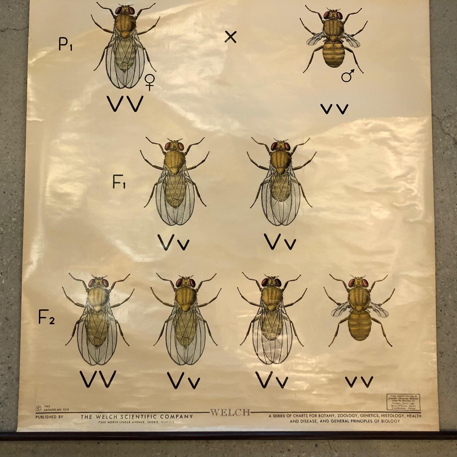 American Educational Zoological Fruit Fly Genetics Chart by The Welch Scientific Company