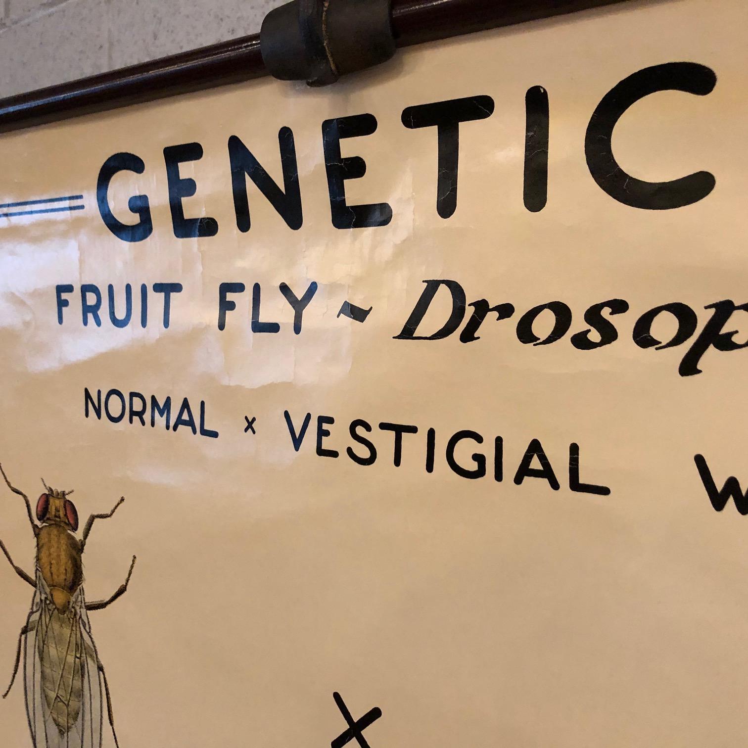 Educational Zoological Fruit Fly Genetics Chart by The Welch Scientific Company In Good Condition In Brooklyn, NY