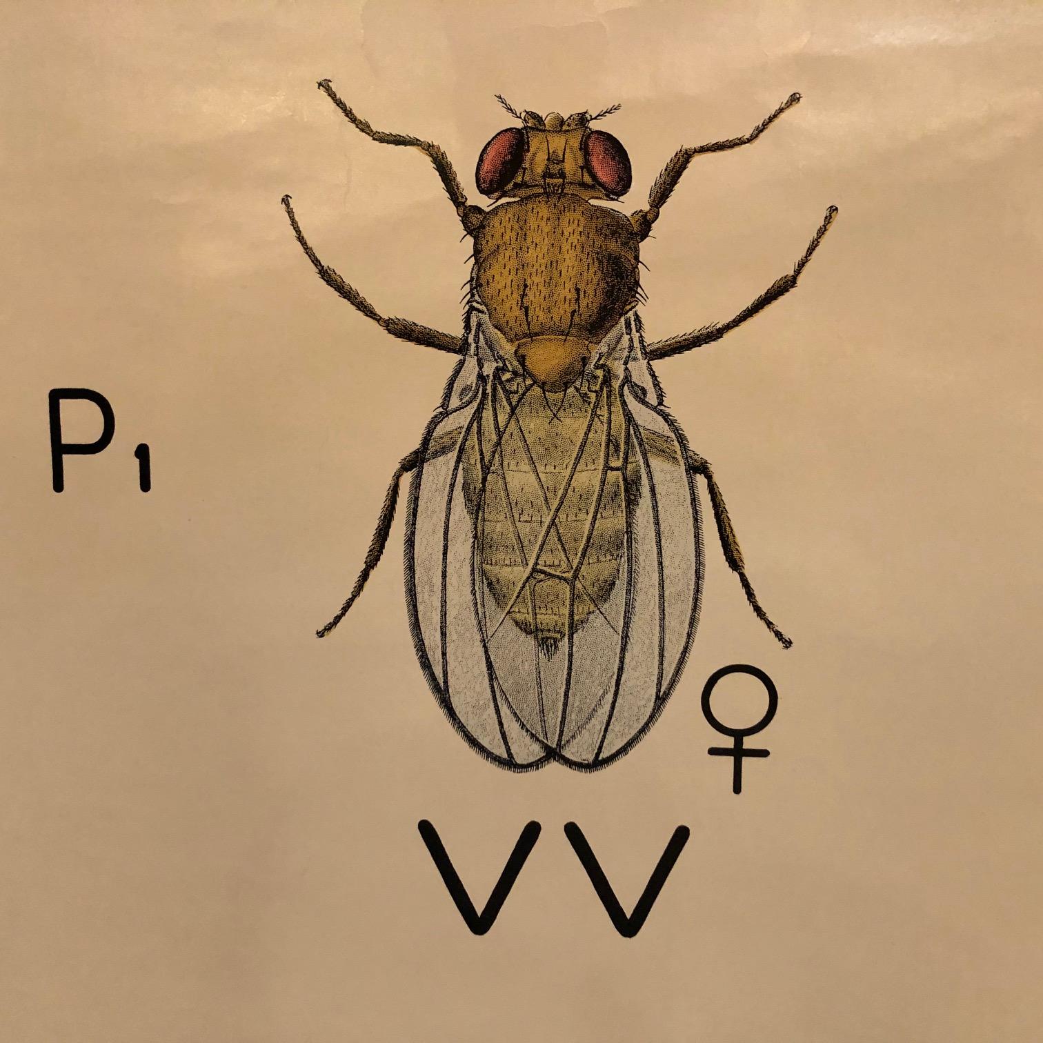 20th Century Educational Zoological Fruit Fly Genetics Chart by The Welch Scientific Company