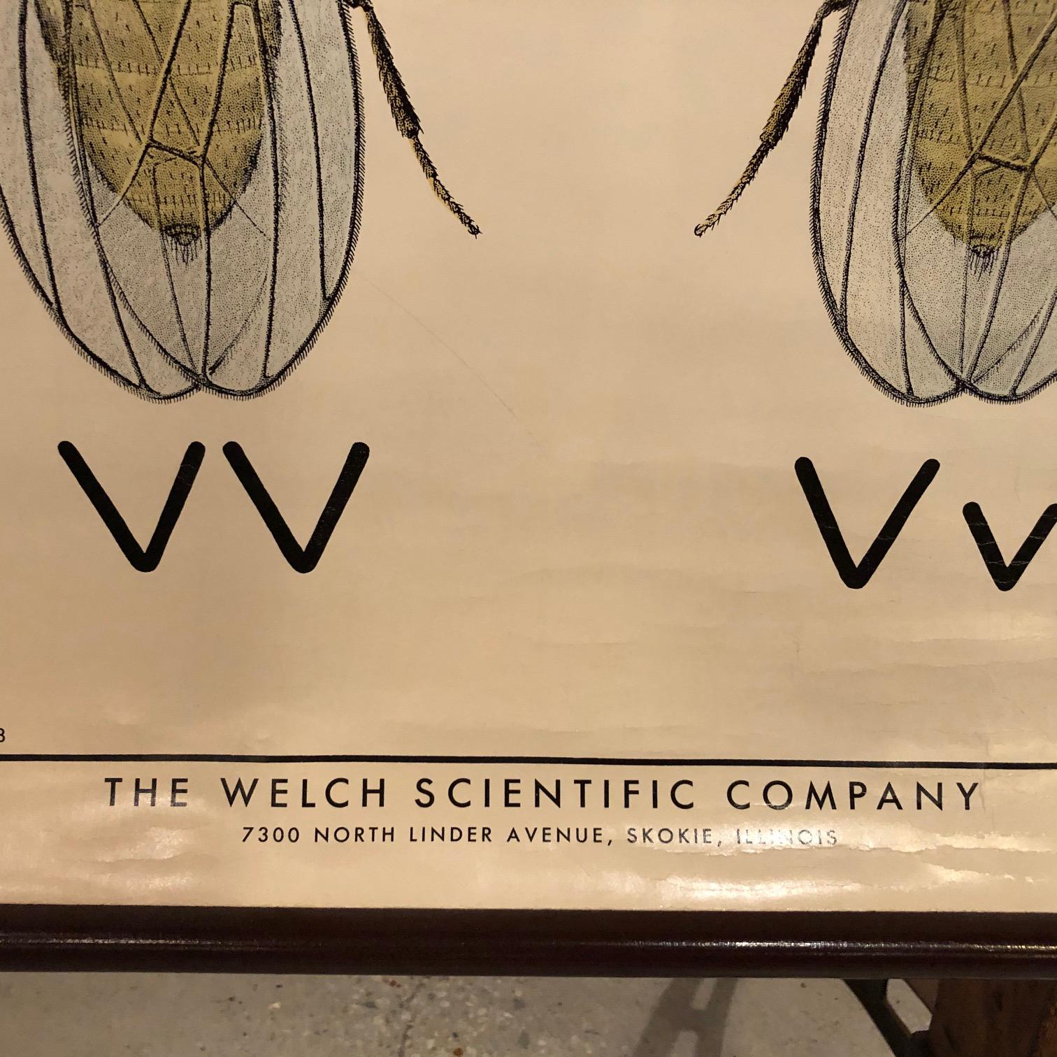 Educational Zoological Fruit Fly Genetics Chart by The Welch Scientific Company 1