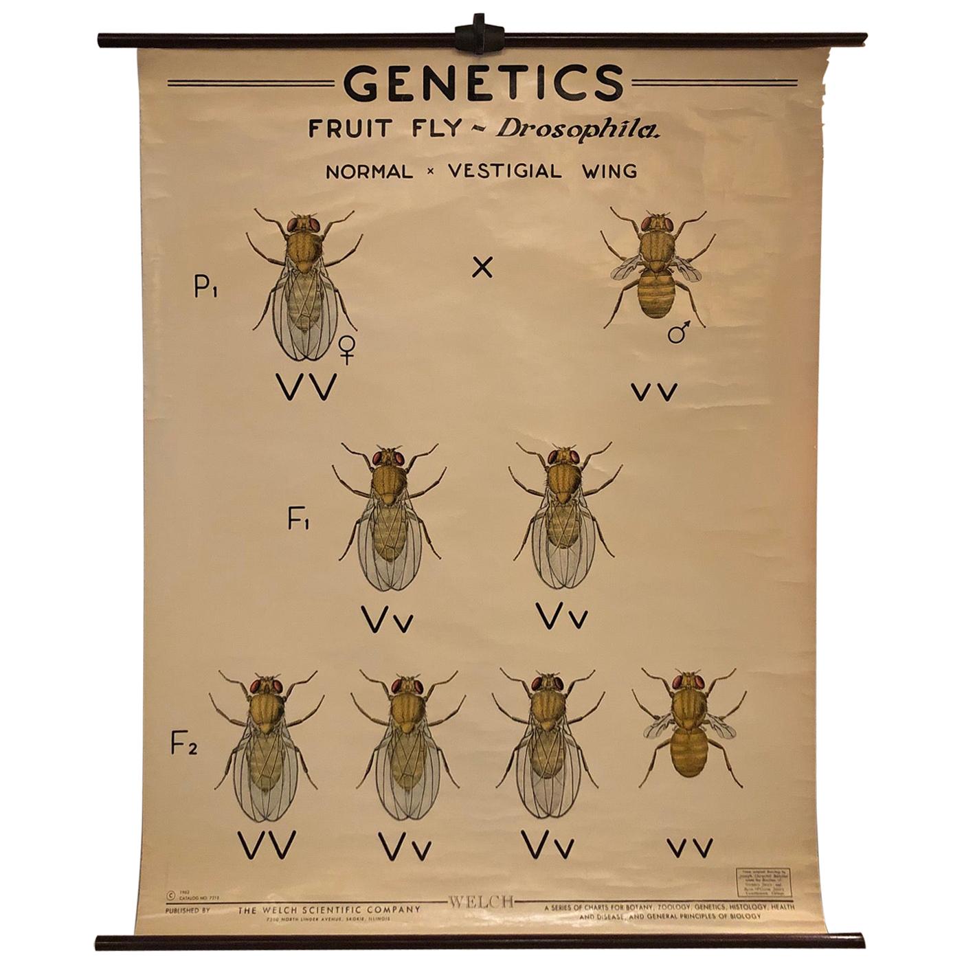 Educational Zoological Fruit Fly Genetics Chart by The Welch Scientific Company
