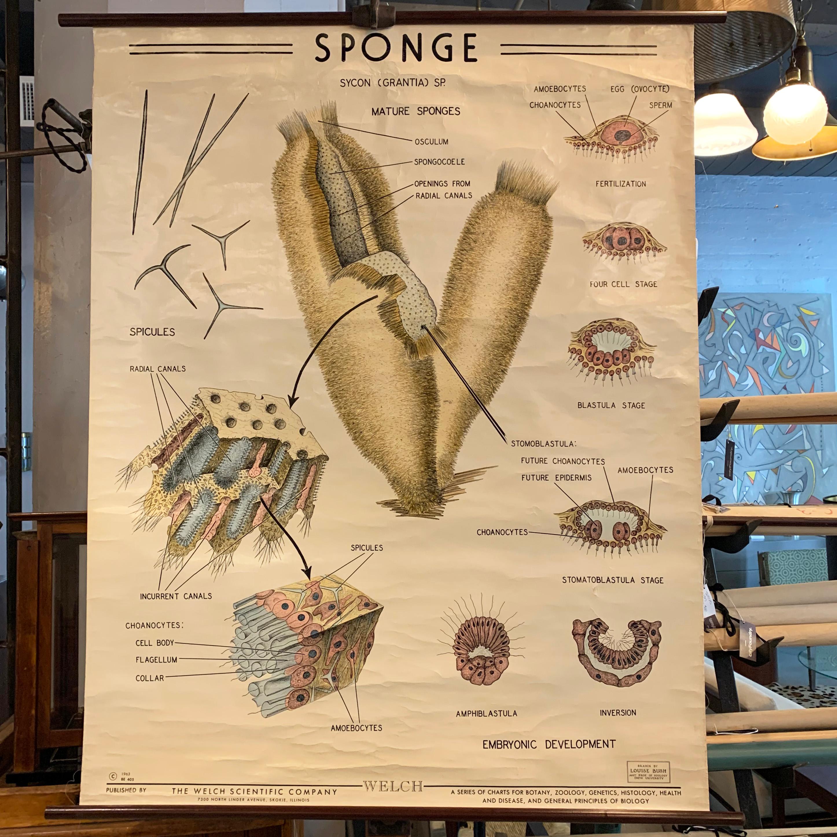 Educational, scientific, zoological, wall chart depicting the anatomy of marine sponges beautifully illustrated by Louise Bush, Assistant Professor of Zoology, Drew University for The Welch Scientific Company on fortified, coated paper with wood