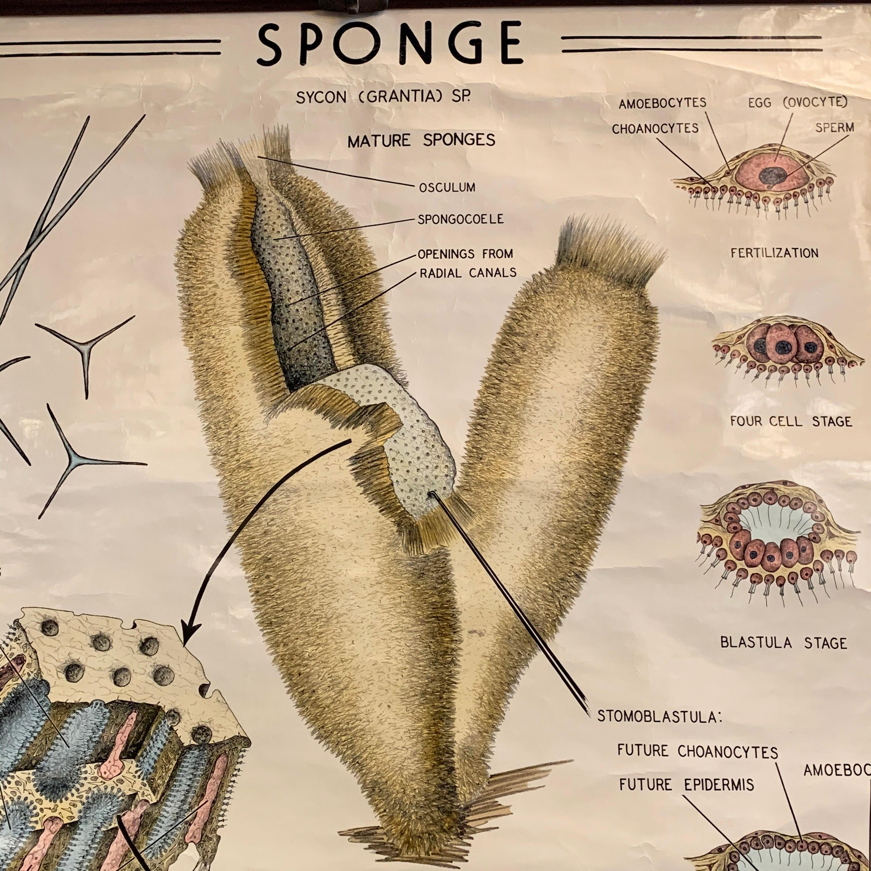 Educational Zoological Marine Sponge-Wandtafel, Welch Scientific Company (Industriell) im Angebot