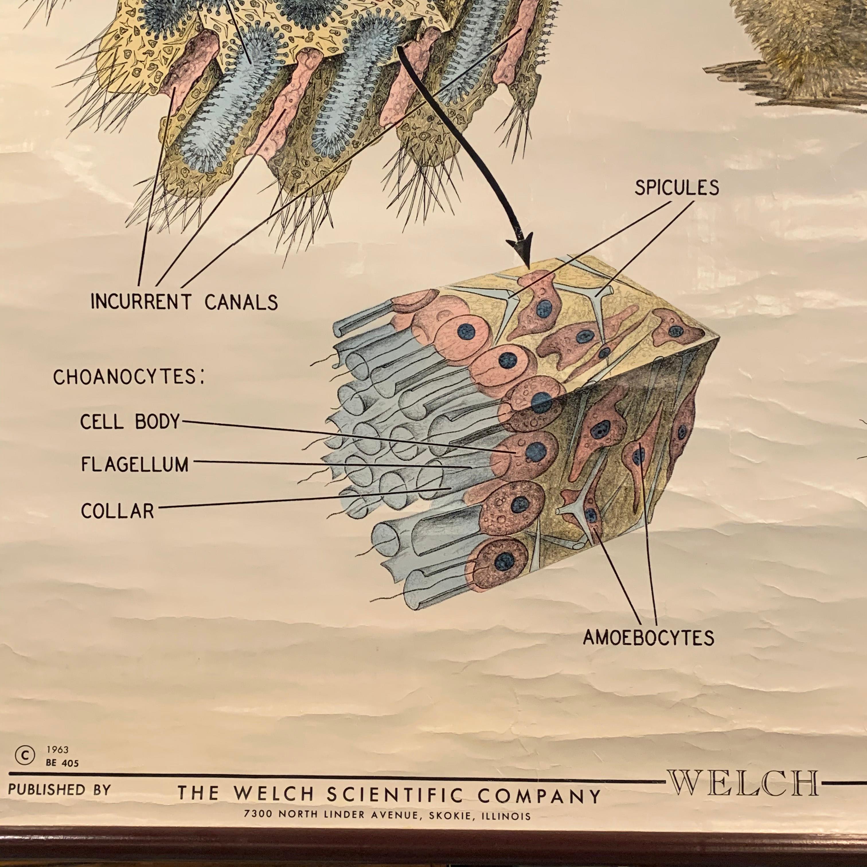 Educational Zoological Marine Sponge-Wandtafel, Welch Scientific Company (amerikanisch) im Angebot