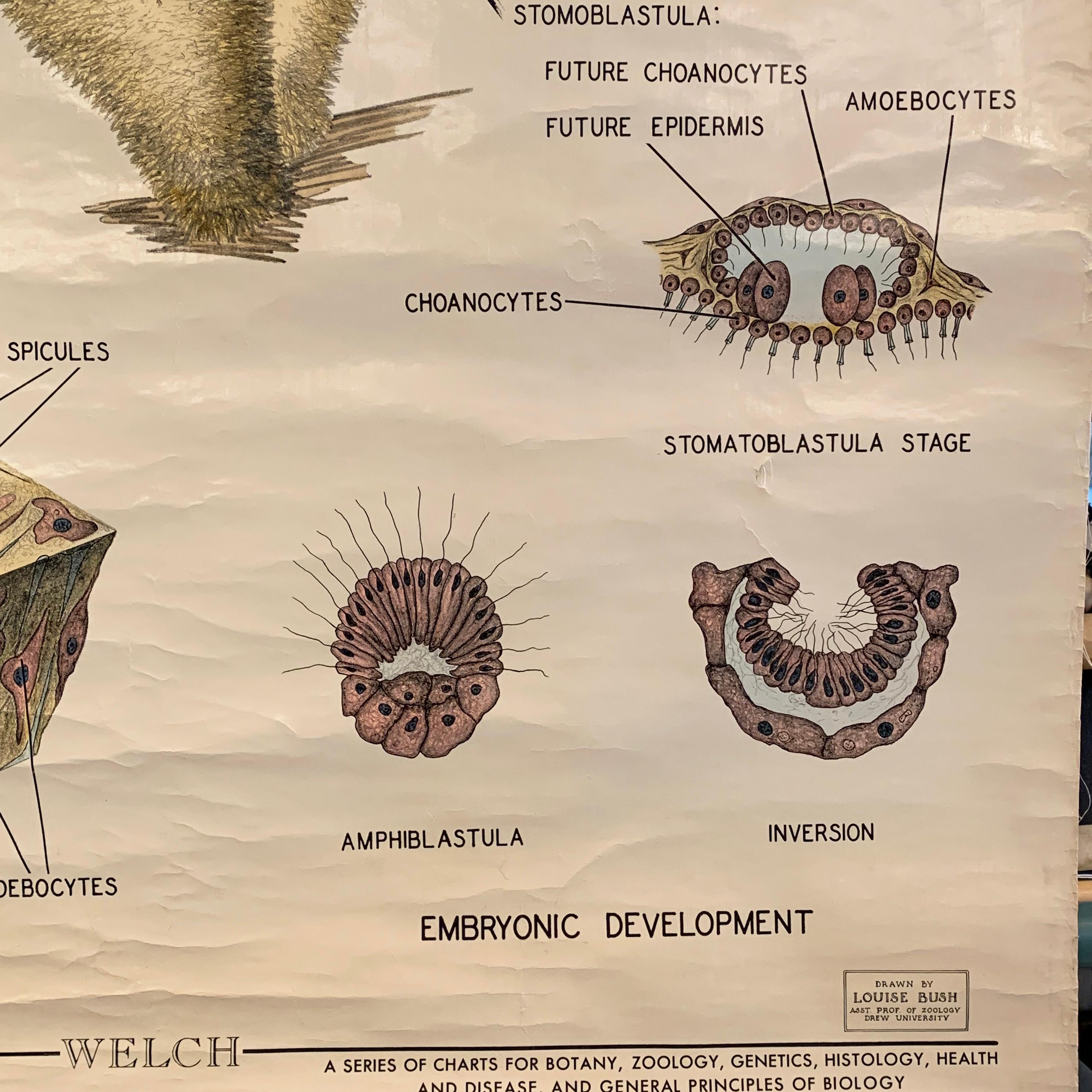 Educational Zoological Marine Sponge-Wandtafel, Welch Scientific Company im Zustand „Gut“ im Angebot in Brooklyn, NY