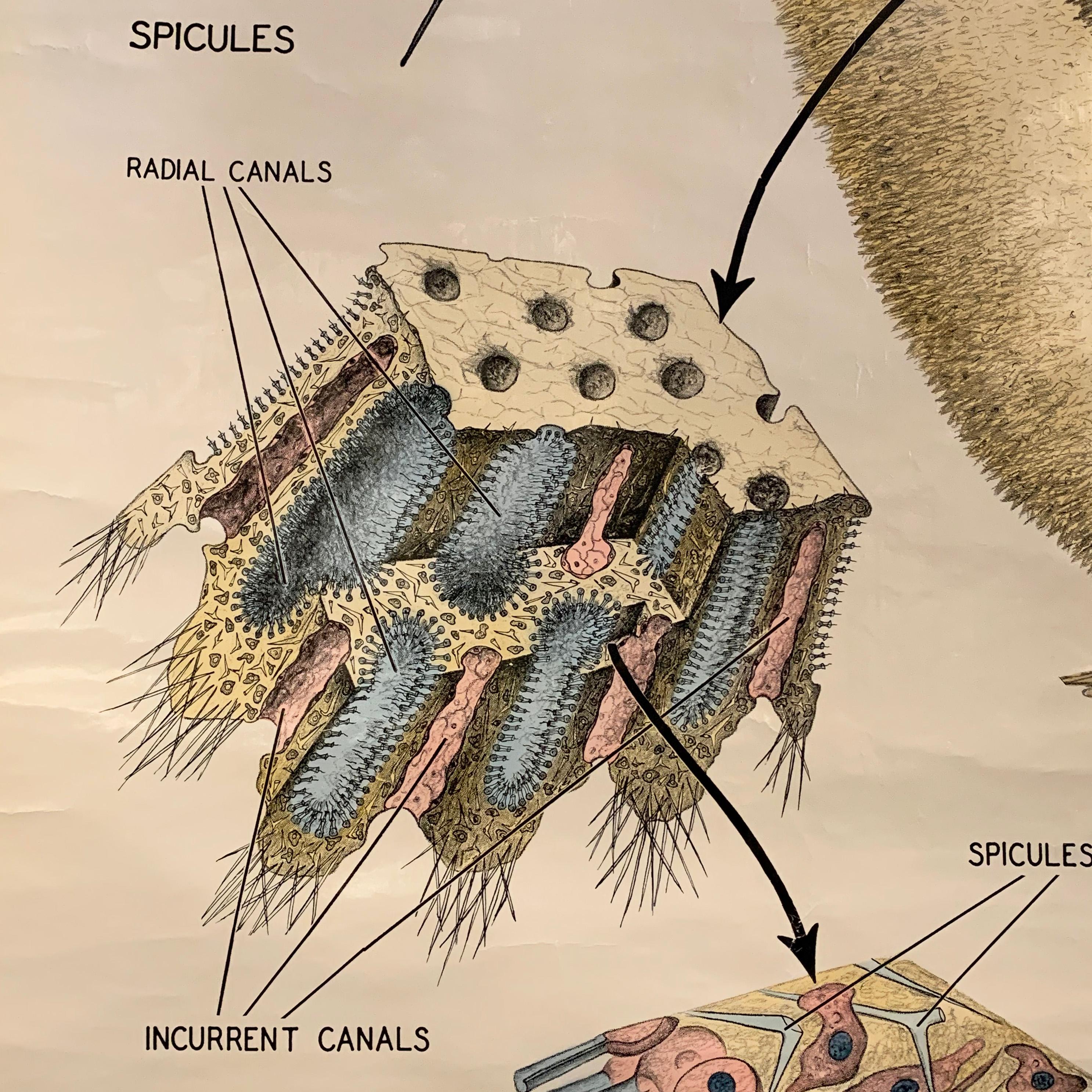 Industrial Educational Zoological Marine Sponge Wall Chart, The Welch Scientific Company For Sale