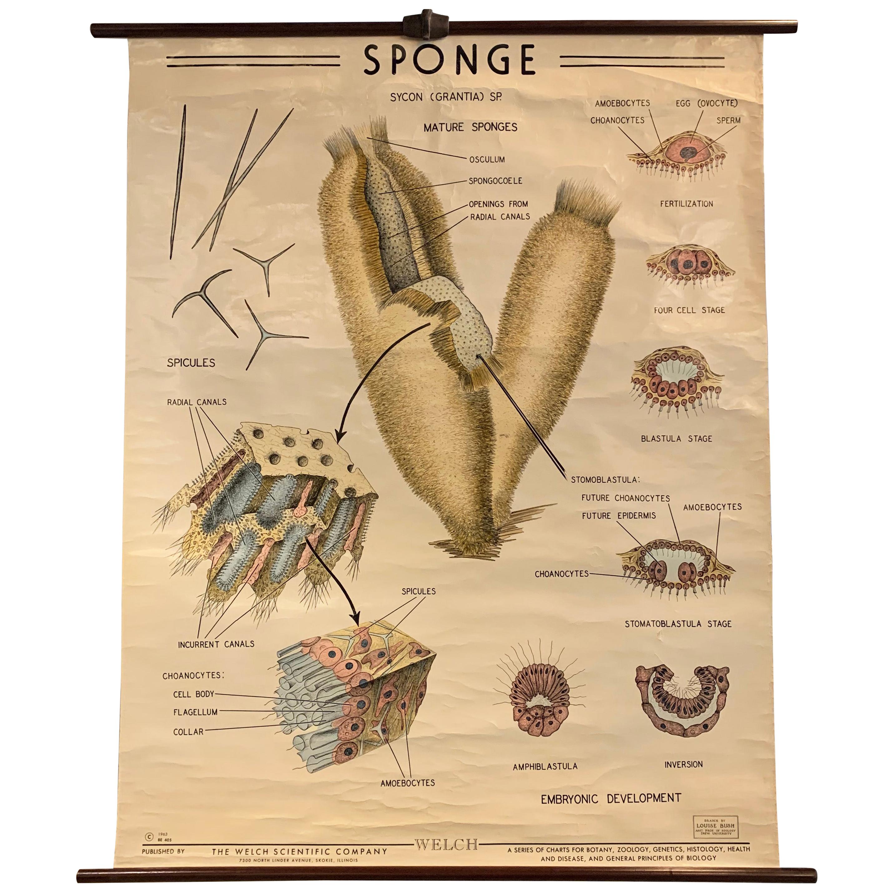 Educational Zoological Marine Sponge Wall Chart, The Welch Scientific Company For Sale