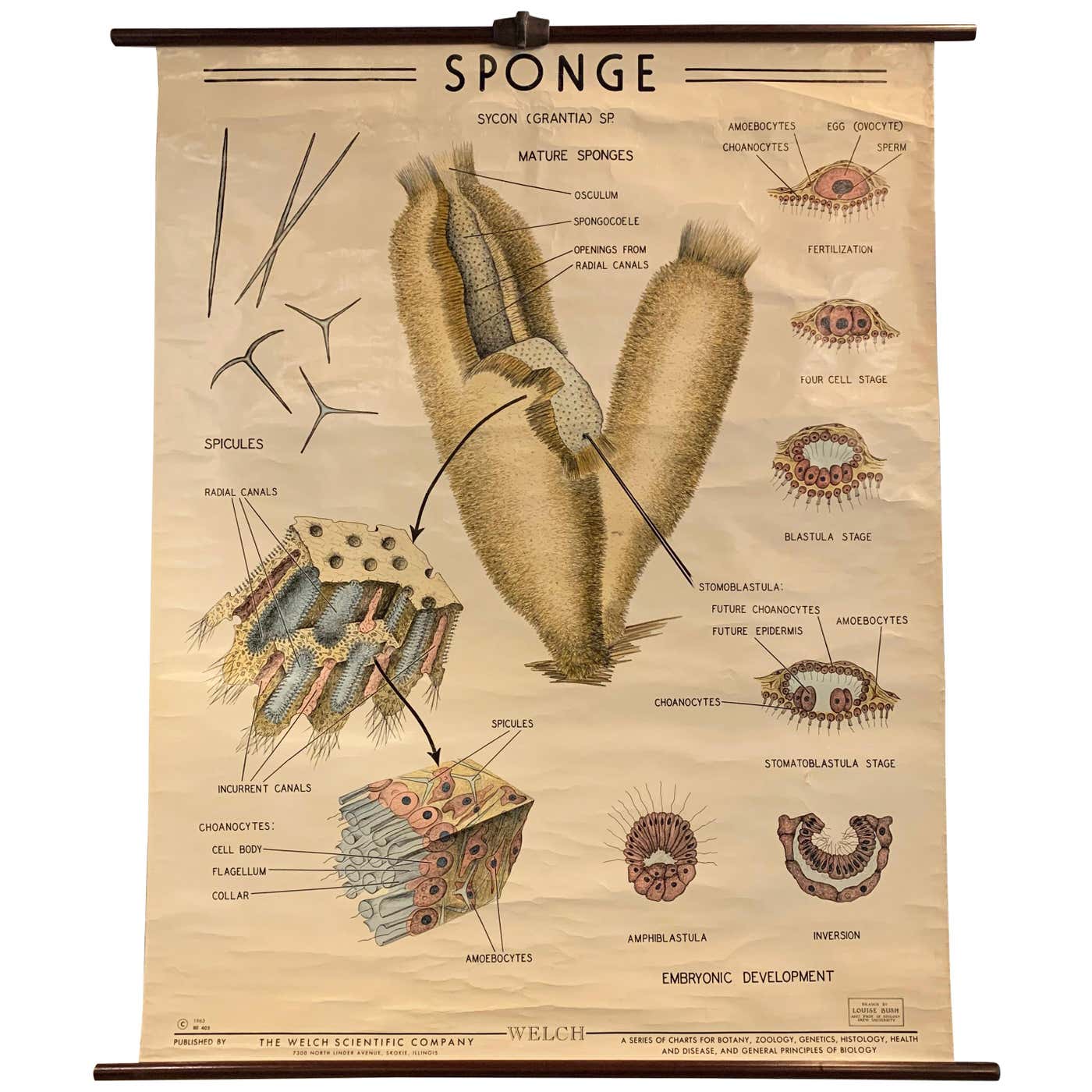 Educational Zoological Marine Sponge Wall Chart, The Welch Scientific ...