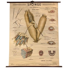 Educational Zoological Marine Sponge Wall Chart, The Welch Scientific Company