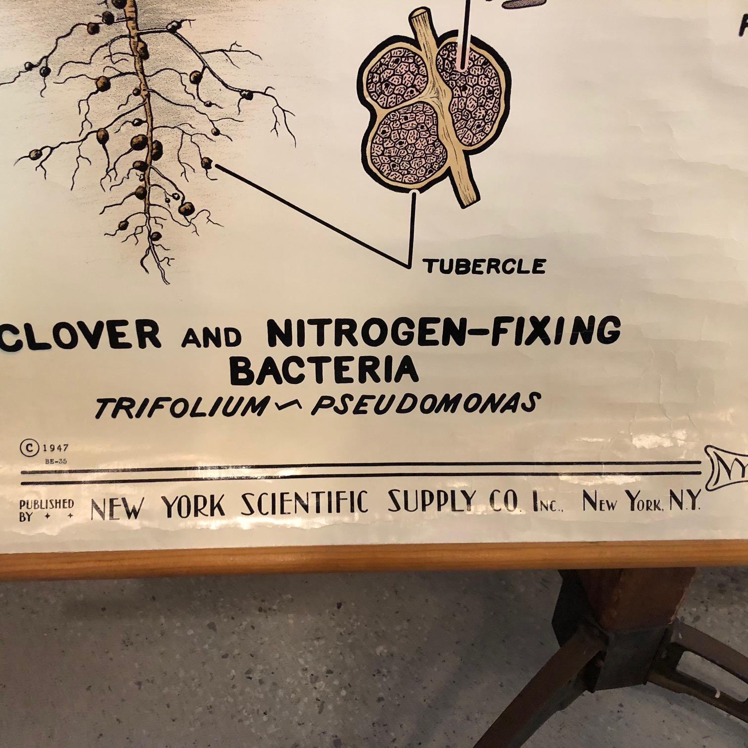 Cuadro de Pared de Simbiosis Zoológica Educativa de New York Scientific Supply Co en venta 4