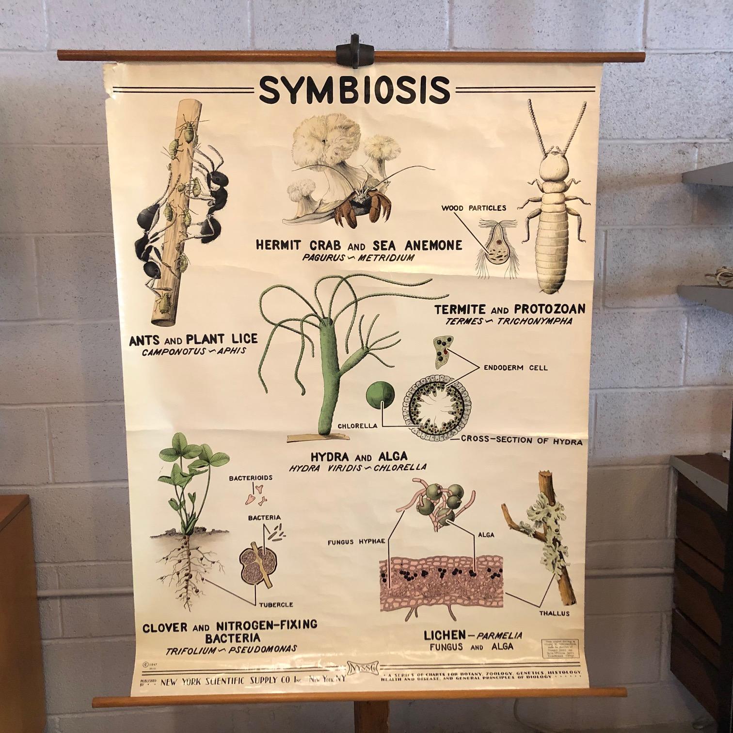 Educational, scientific, zoological, biology wall chart depicting various symbiotic relationships by New York Scientific Supply Co. Inc. beautifully illustrated by Mary R McCracken, Swathmore College is printed on fortified paper with canvas backing
