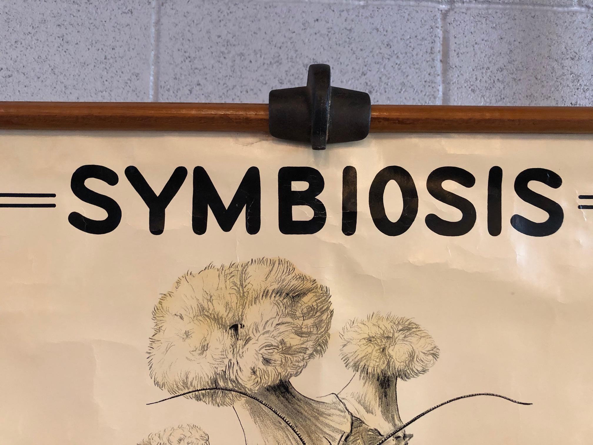 symbiosis chart