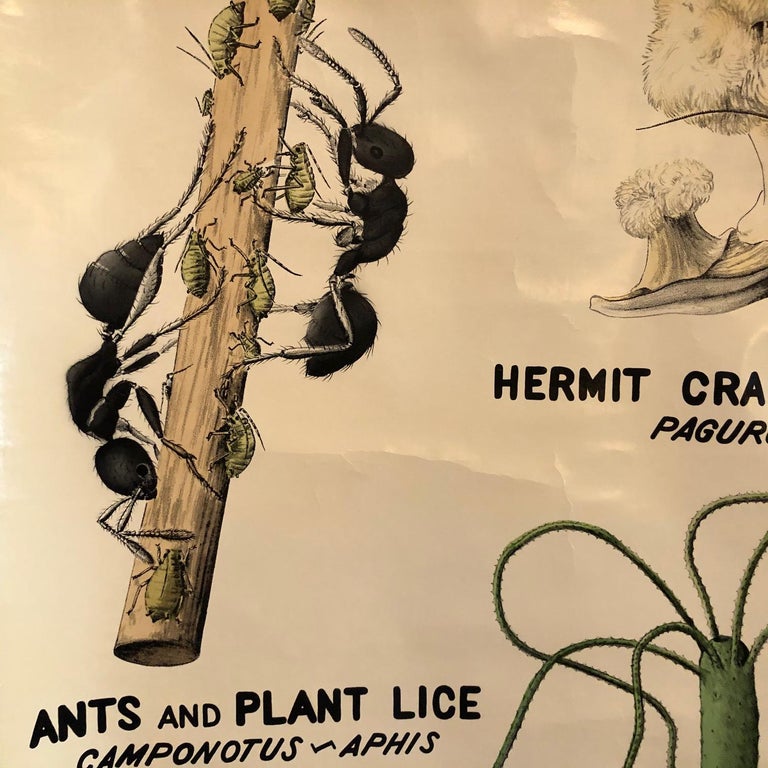 Educational Zoological Symbiosis Wall Chart by New York Scientific