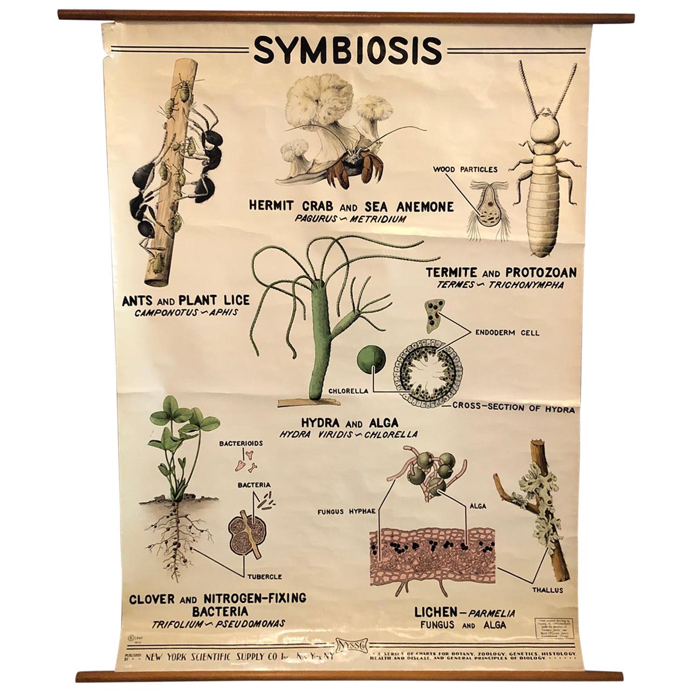 Educational Zoological Symbiosis Wall Chart by New York Scientific Supply Co For Sale