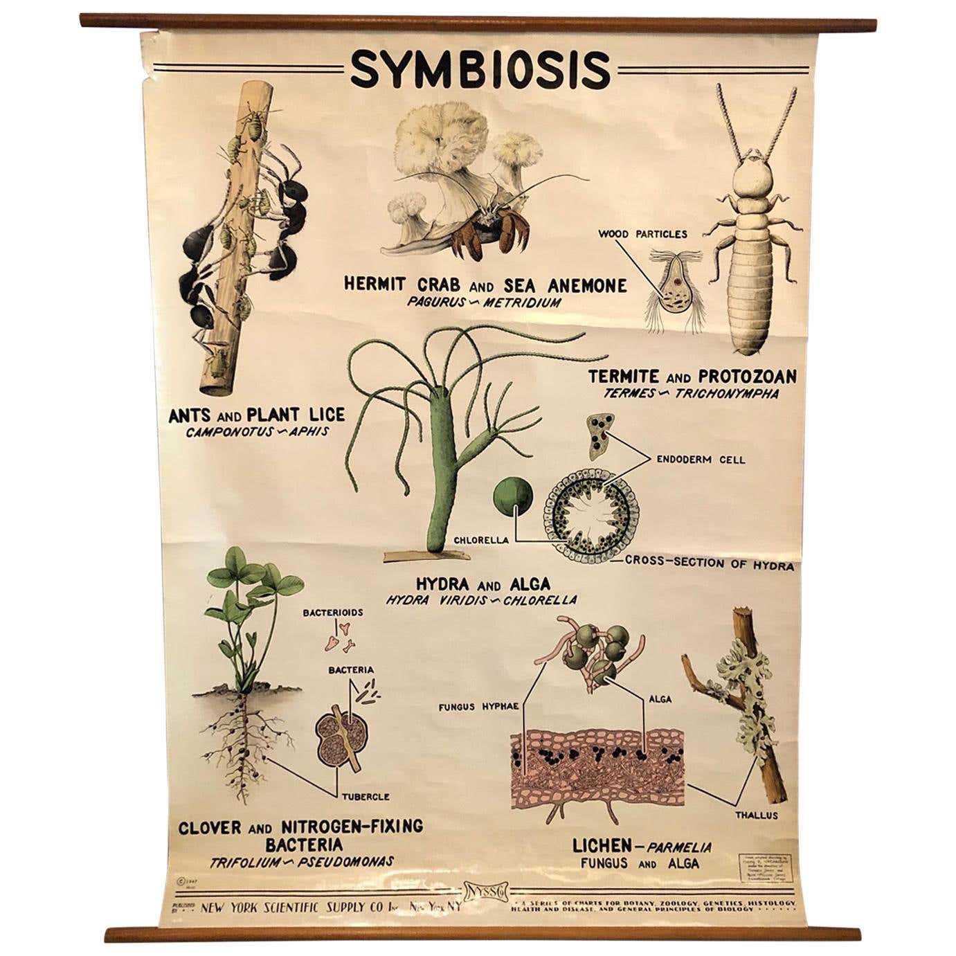 Educational Zoological Symbiosis Wall Chart by New York Scientific