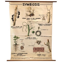 Educational Zoological Symbiosis Wall Chart by New York Scientific Supply Co