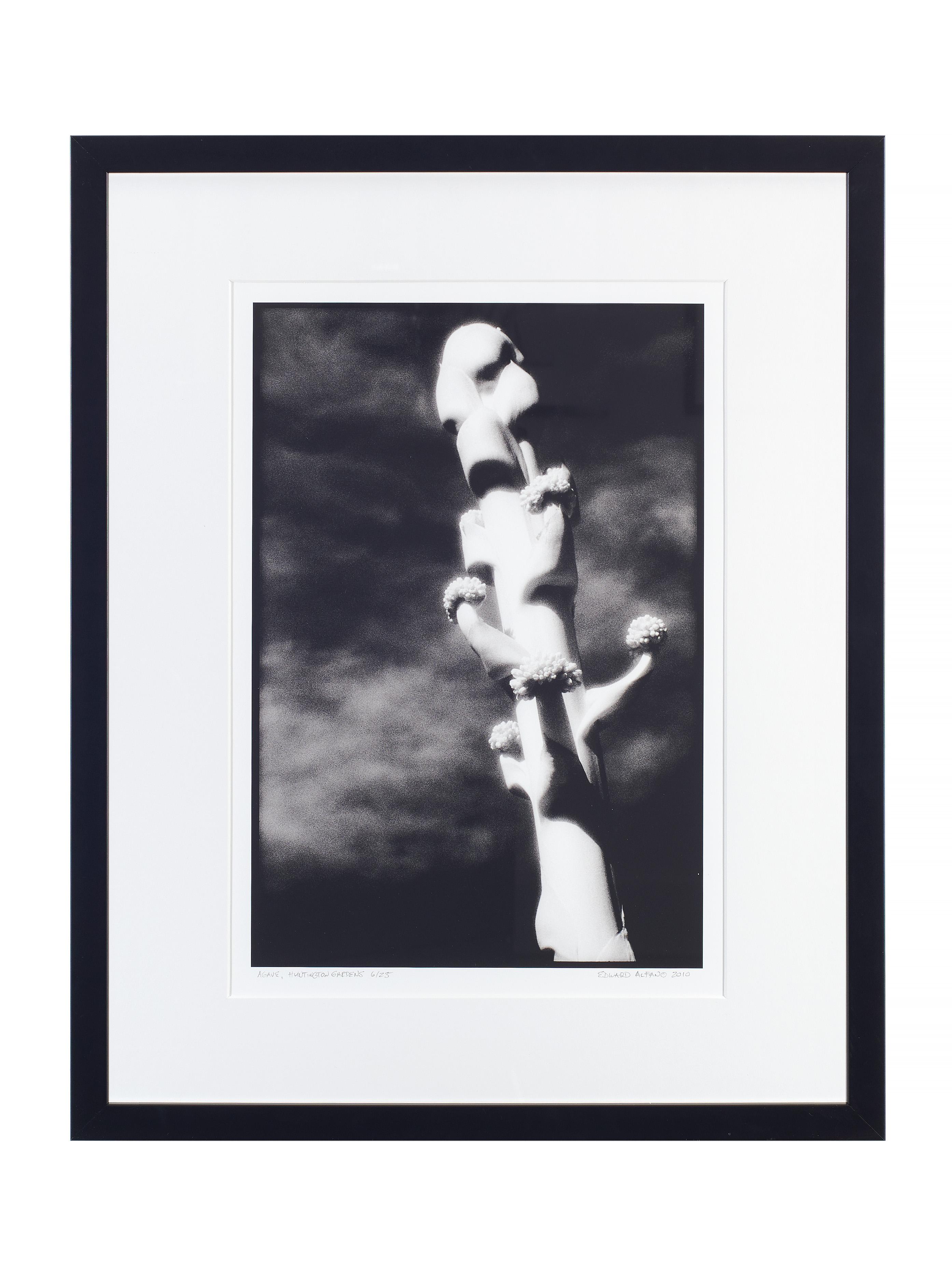 Agave Flower - Black and White Photograph of Cactus and Landscapes / Sky - Noir Landscape Photograph par Edward Alfano