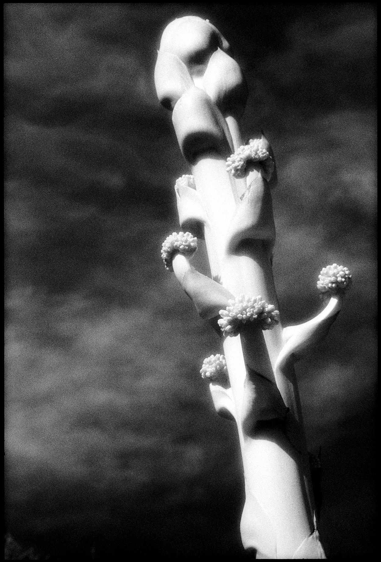 Edward Alfano Landscape Photograph - Agave Flower - Black and White Photograph of Cactus and Landscapes / Sky 