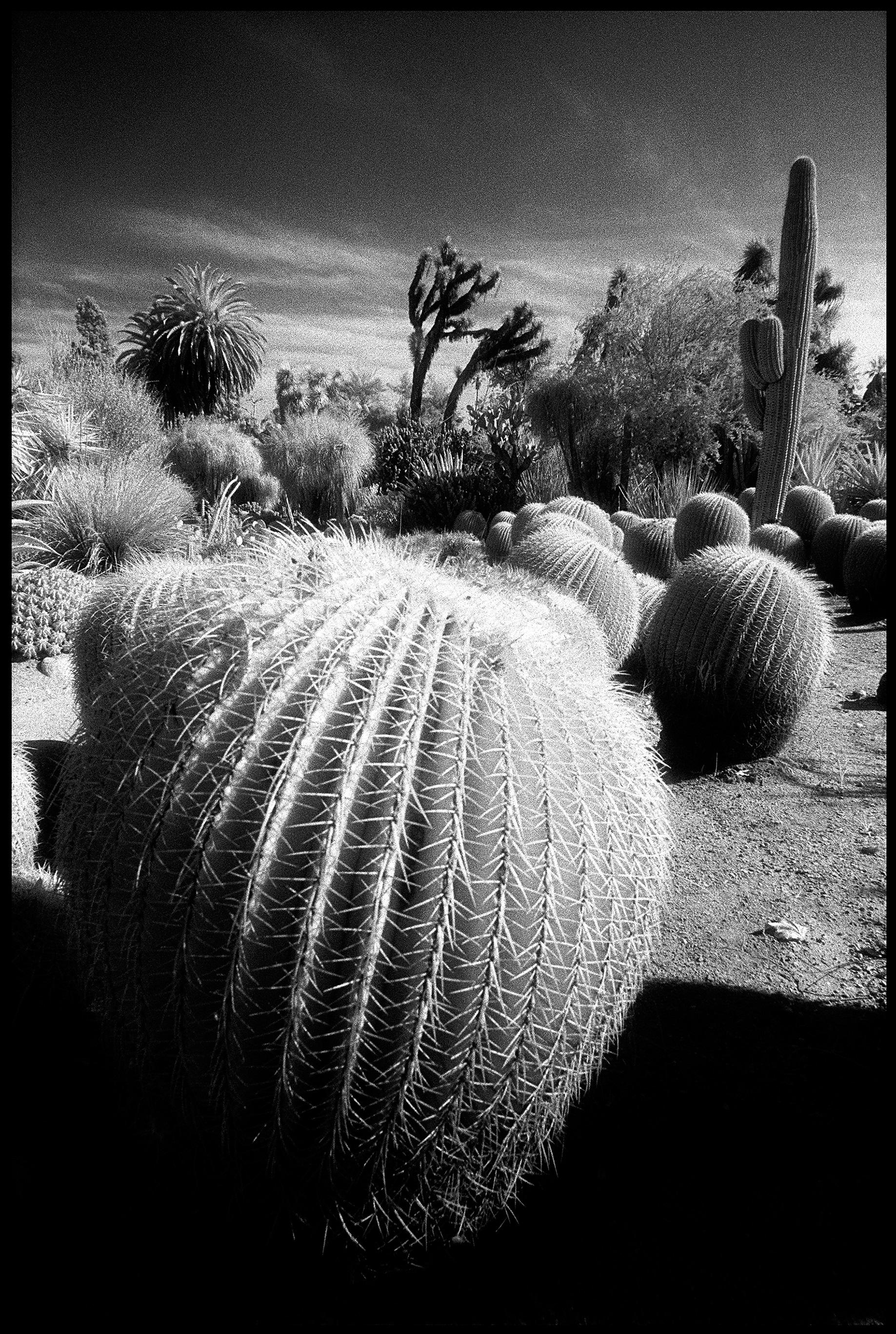 Edward Alfano Black and White Photograph - Cactus Garden at Huntington Gardens - Contemporary Surreal Landscape Photograph 