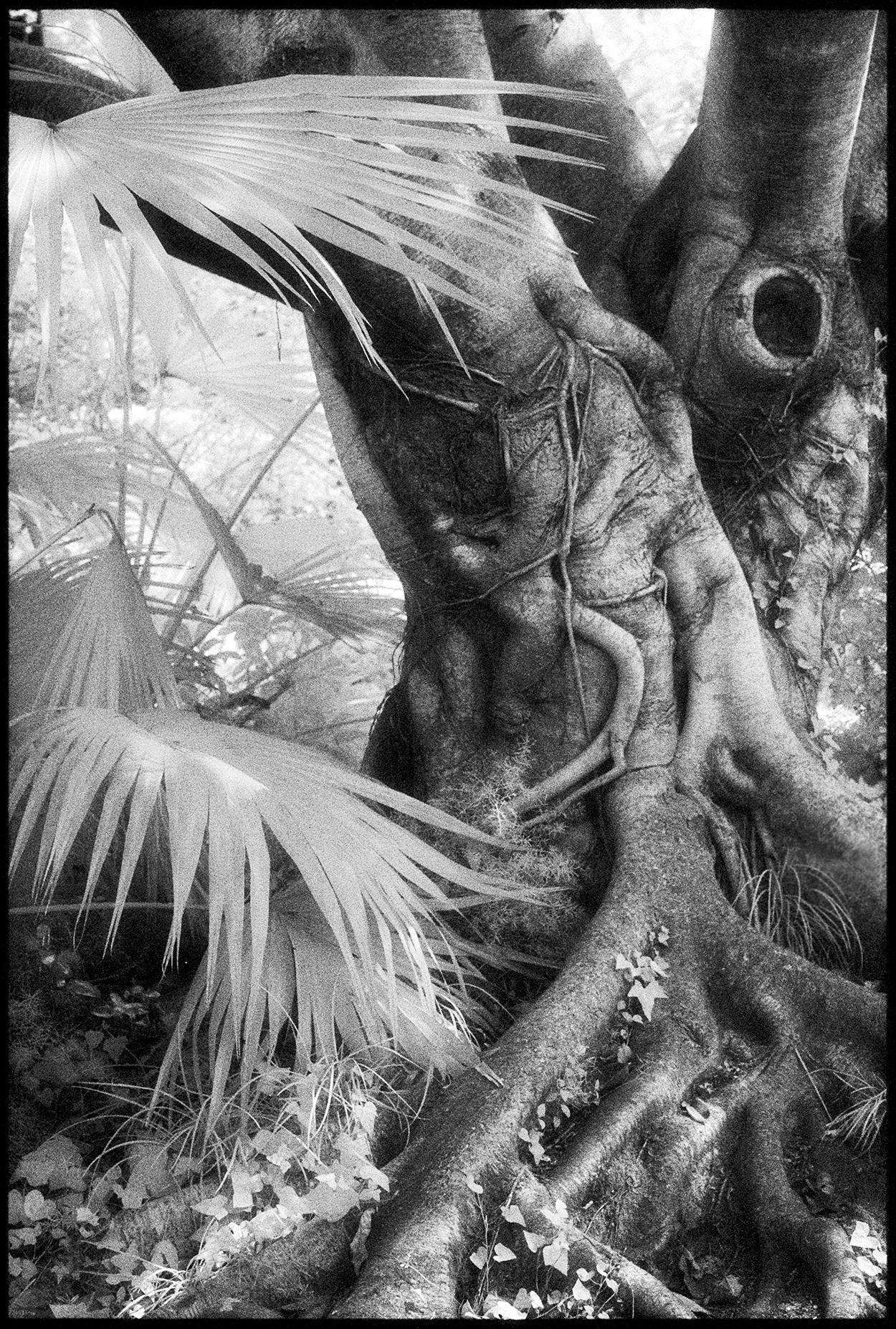 Black and White Photograph Edward Alfano - Chengdu, Chine - Photographie en noir et blanc d'un paysage d'arbre de banyan avec palmiers
