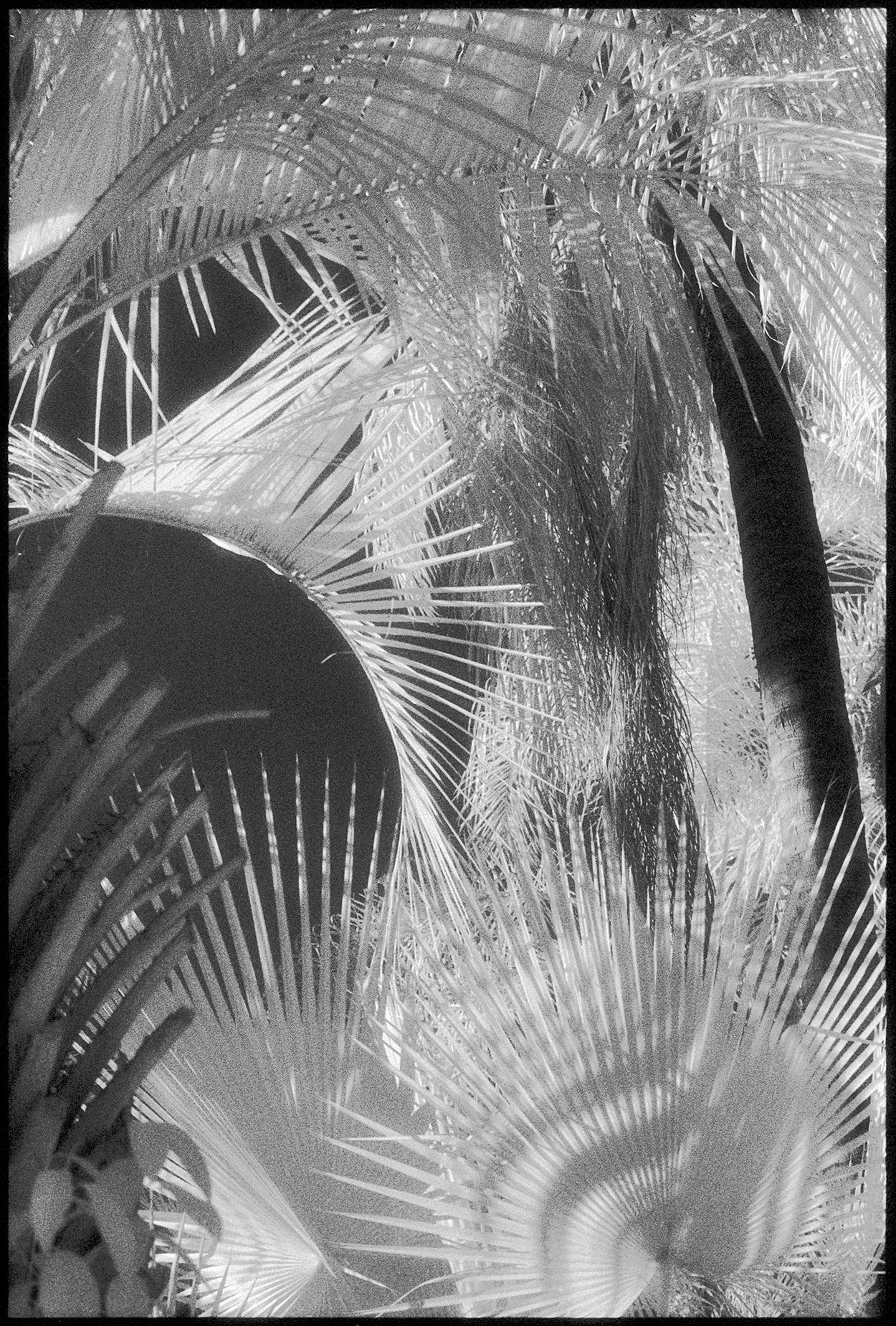 Edward Alfano Black and White Photograph – Huntington Gardens LII - Contemporary Photography of Palms and Plants (Schwarz)