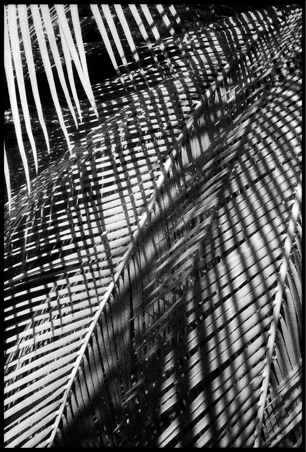 Edward Alfano Black and White Photograph - Huntington Gardens LIX, San Marino, CA - Contemporary Pigment Print on Aluminum