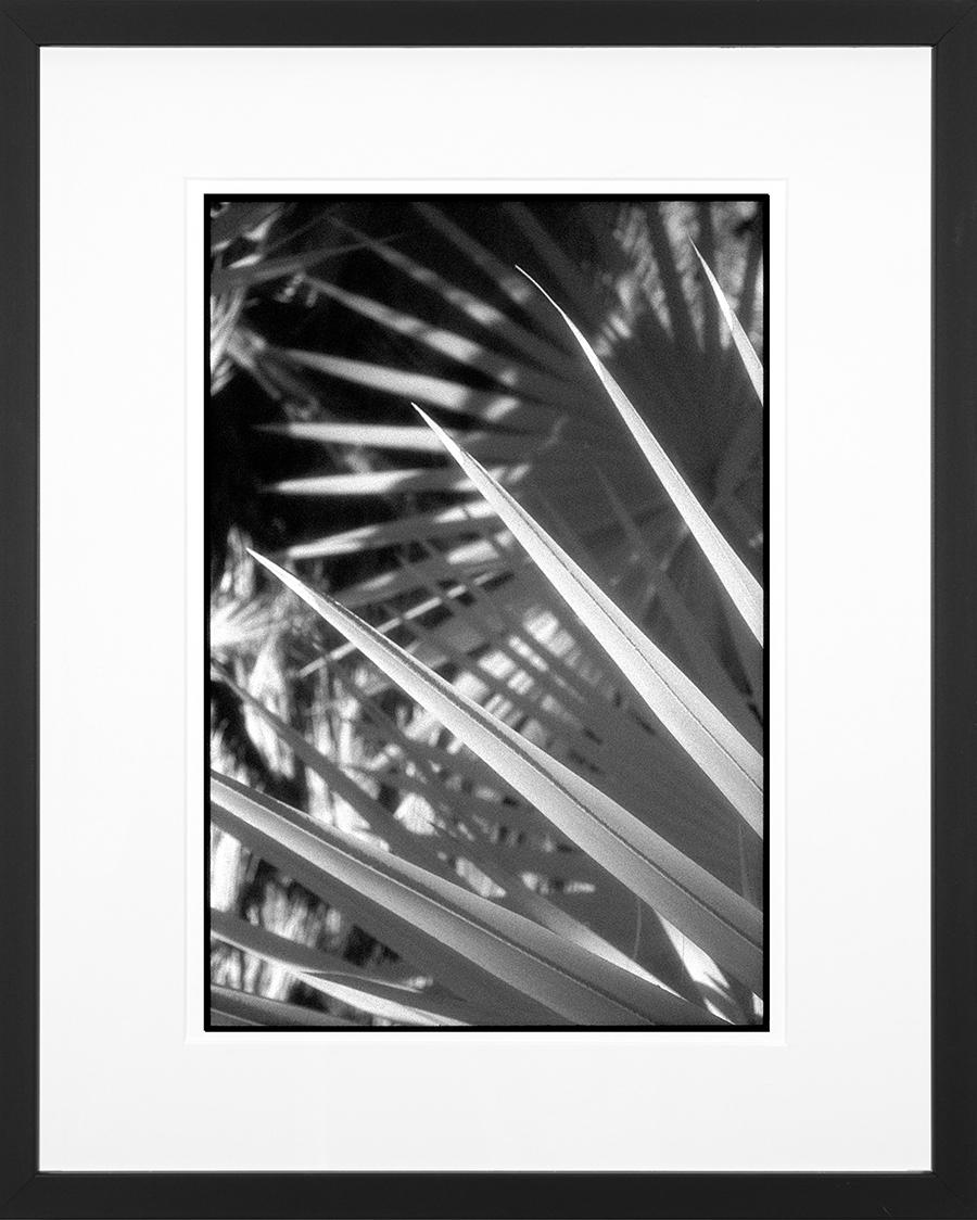 Huntington Gardens LXI, San Marino, CA - Zeitgenössischer Pigmentdruck (Schwarz-Weiß) – Photograph von Edward Alfano